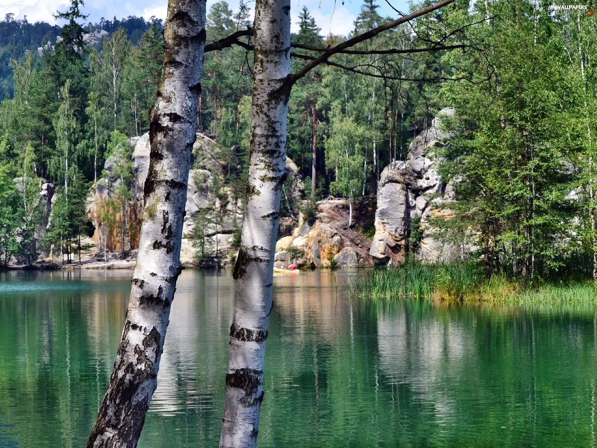 lake, rocks, birch, forest