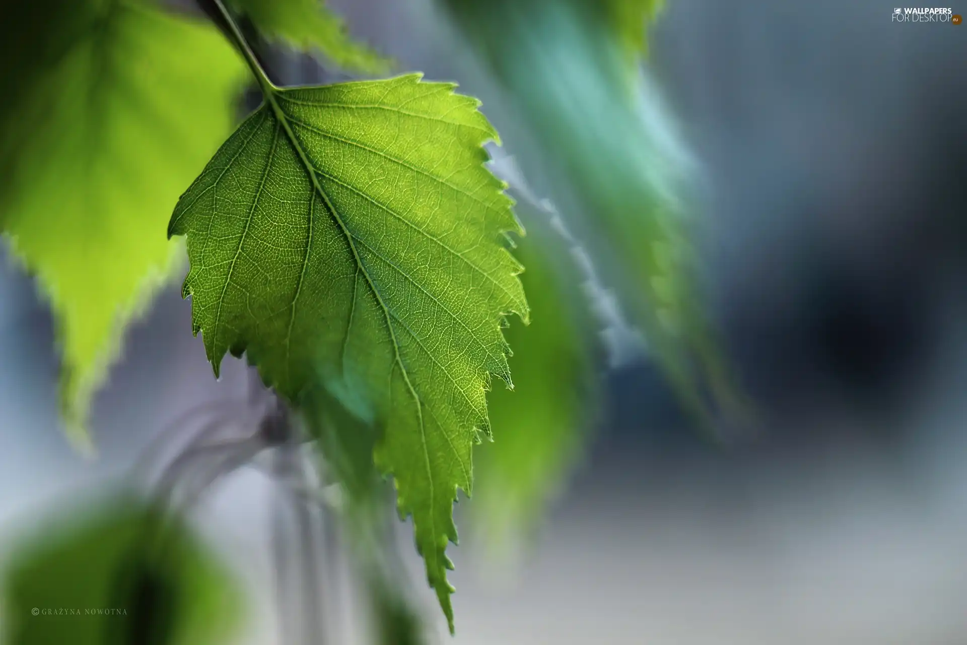 Leaf, birch
