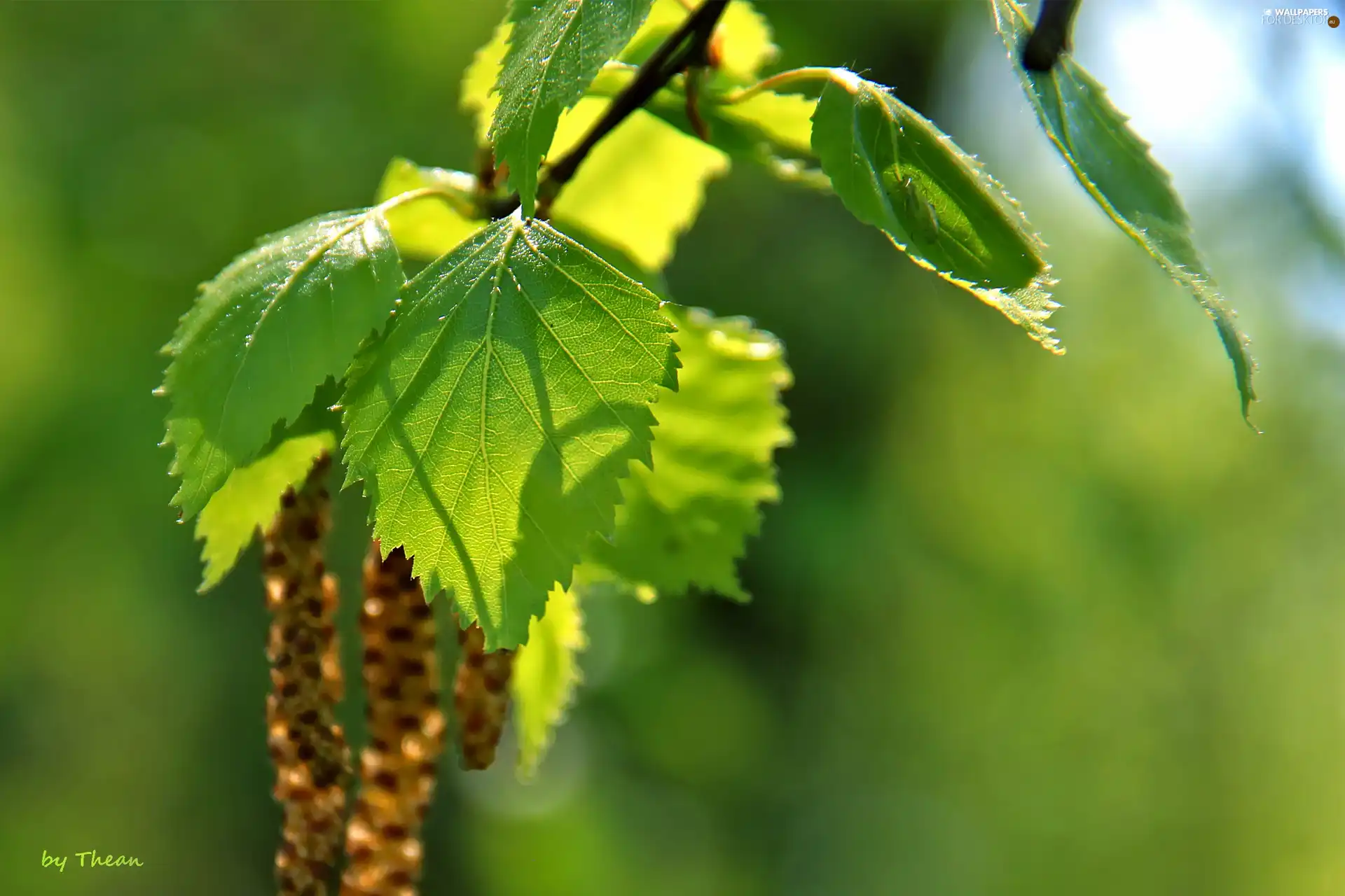 birch, Leaf, Young