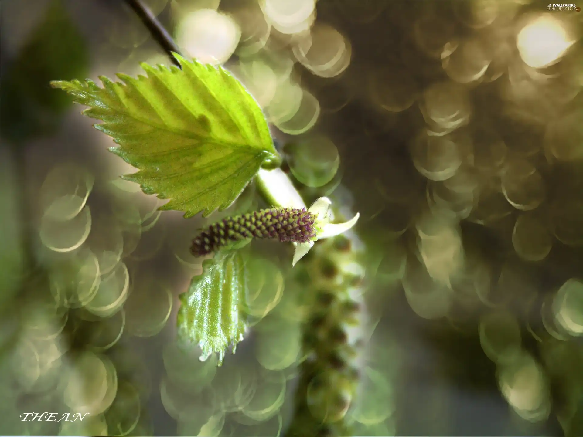 birch, leaf, young