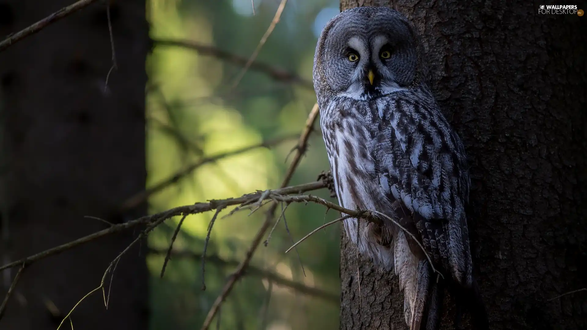 Bird, Tawny owl great gray owl, branch pics, owl