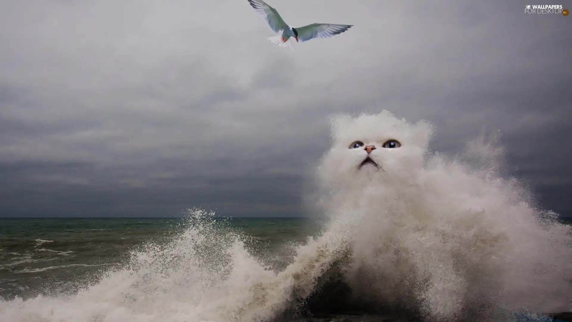 cat, Foam, Bird, maritime