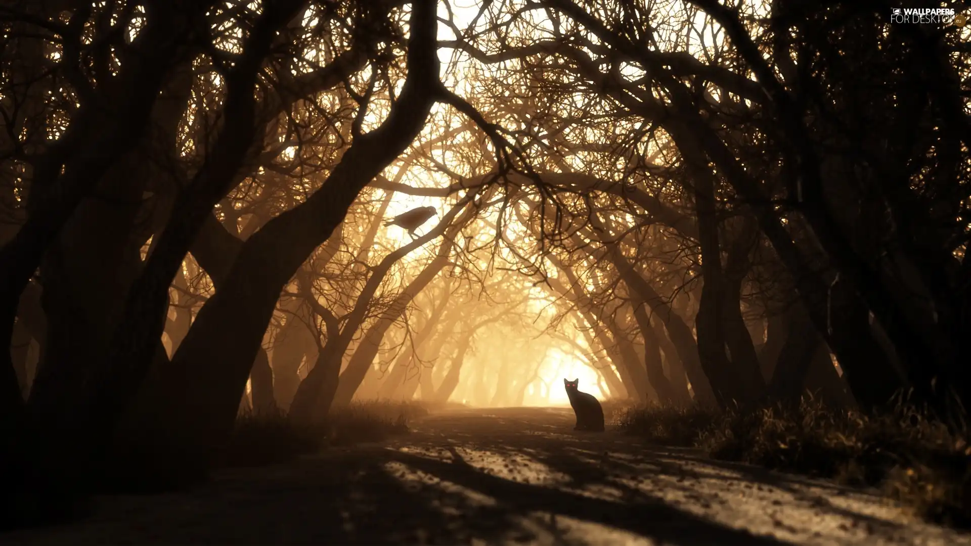 Bird, cat, trees, viewes, Way