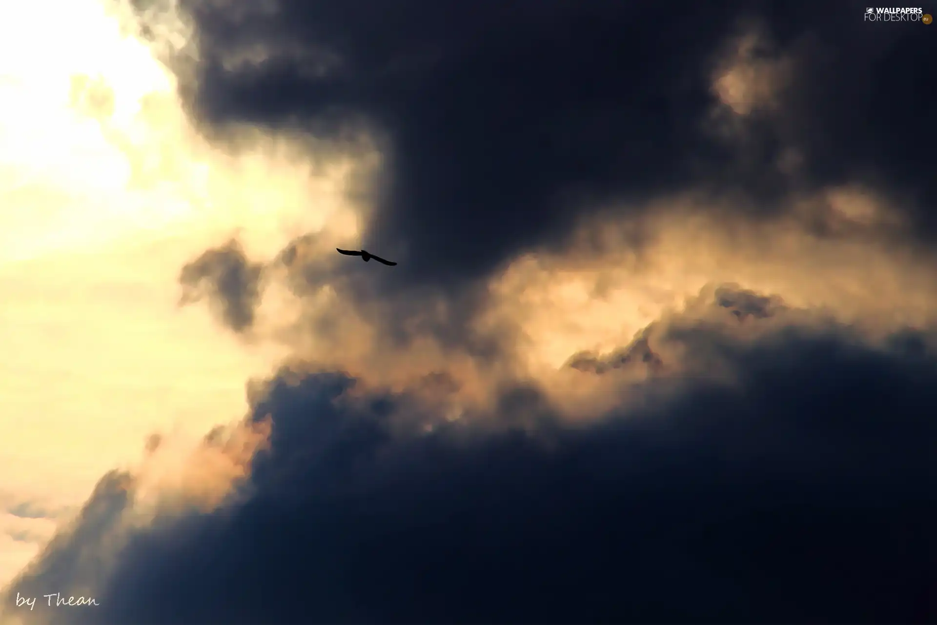Bird, Black, clouds