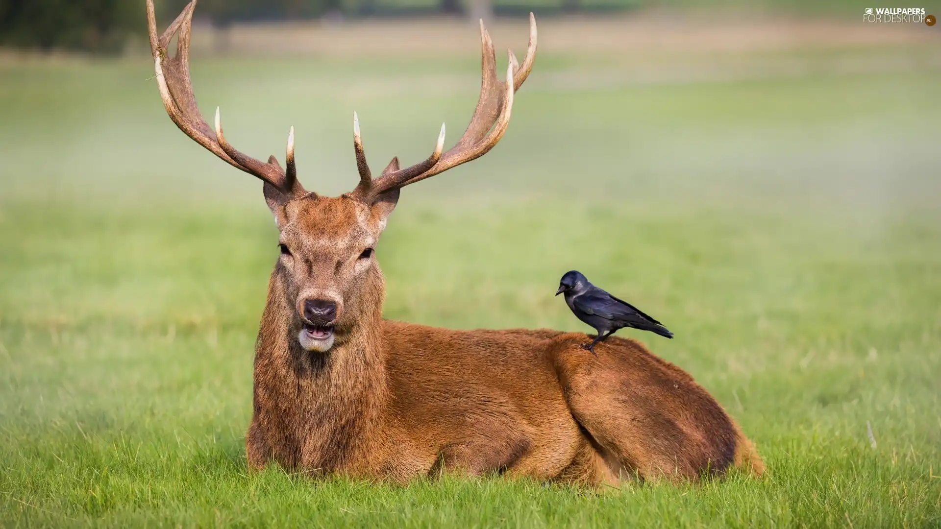 Bird, lying, deer