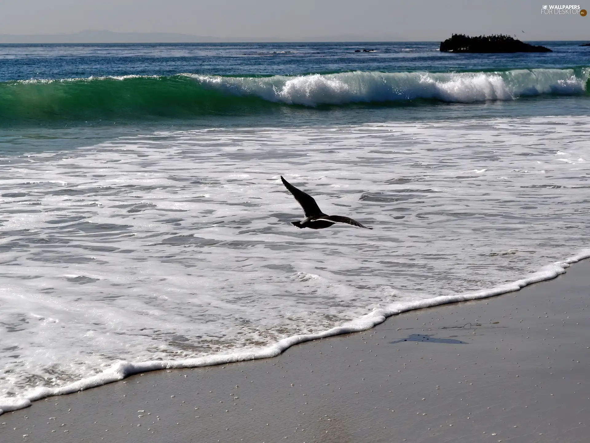 Bird, sea, Waves