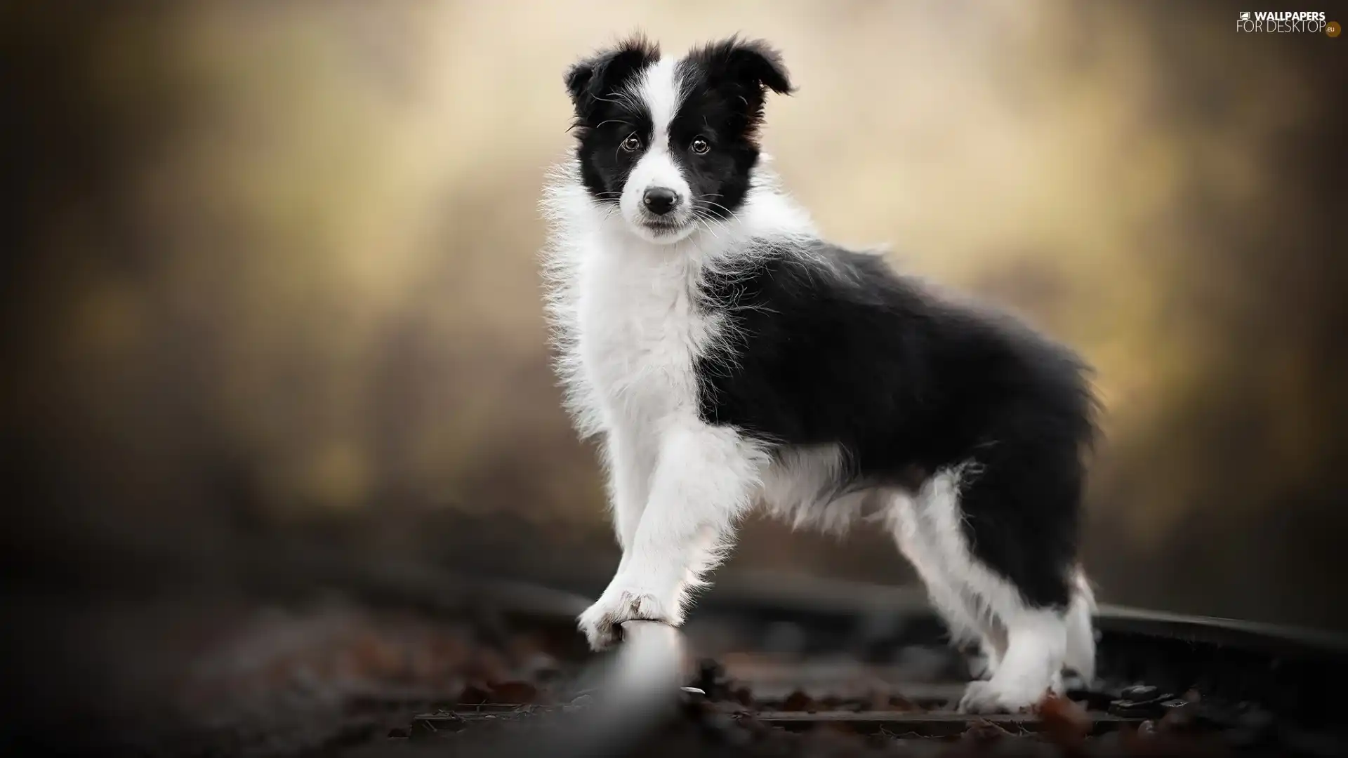 8 Beautiful Border Collie x Huntaway puppies | Knighton 