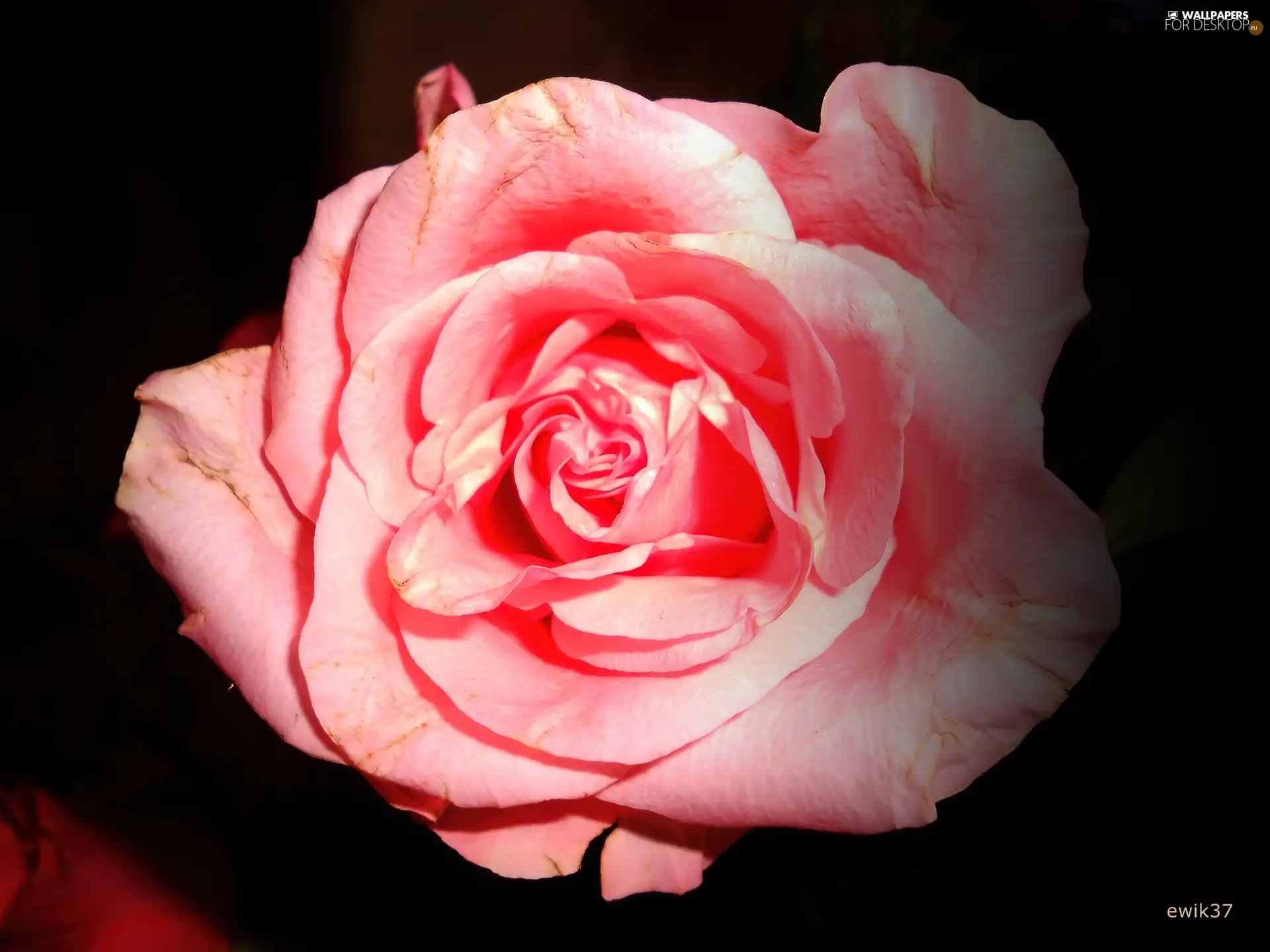 Black, background, rose, Pink, Colourfull Flowers