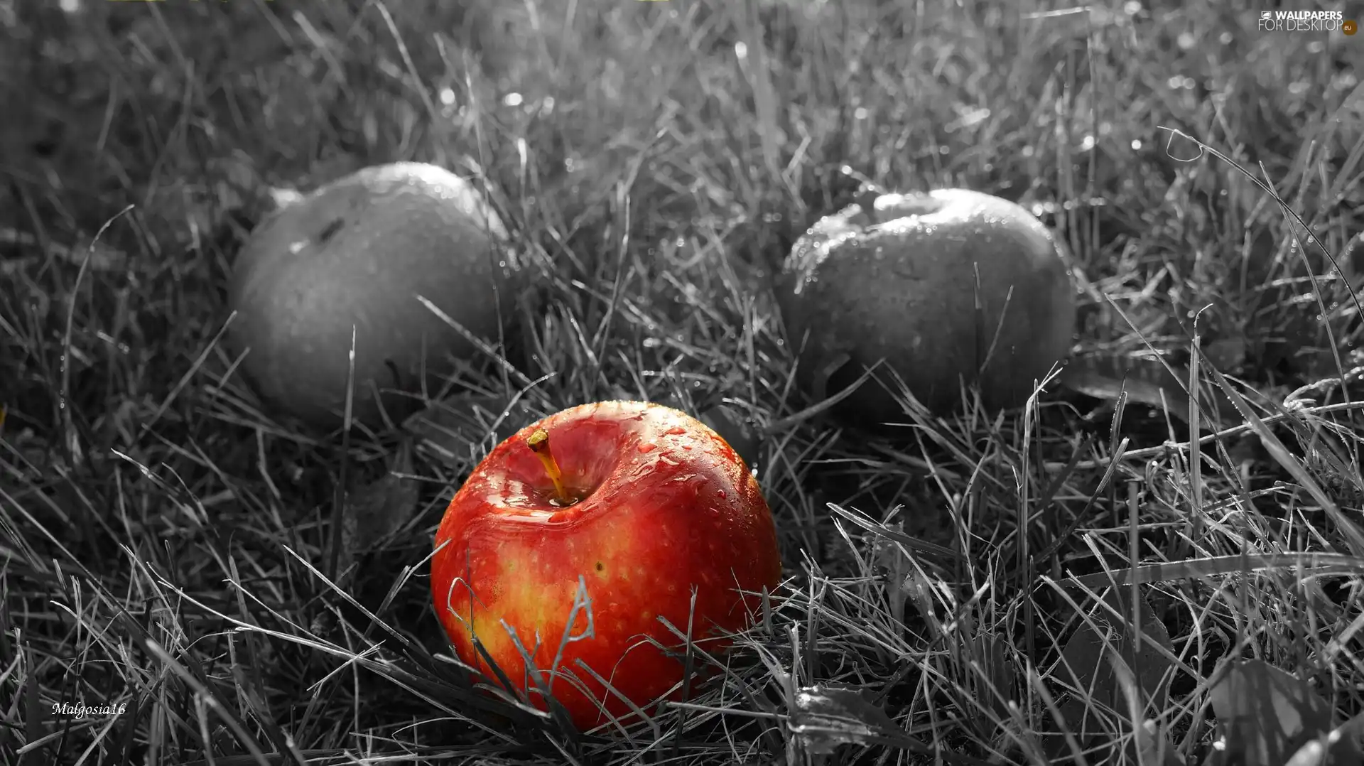 background, Apple, Black and white