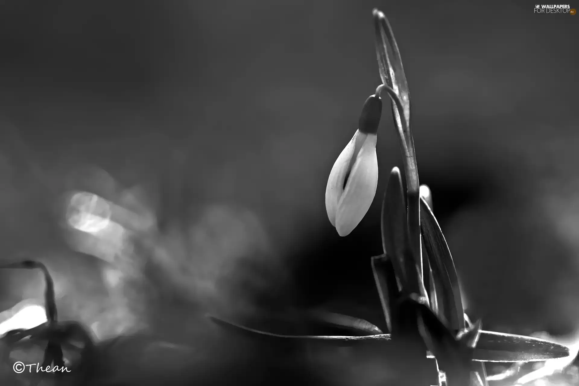 Snowdrop, Colourfull Flowers, Black - White, White