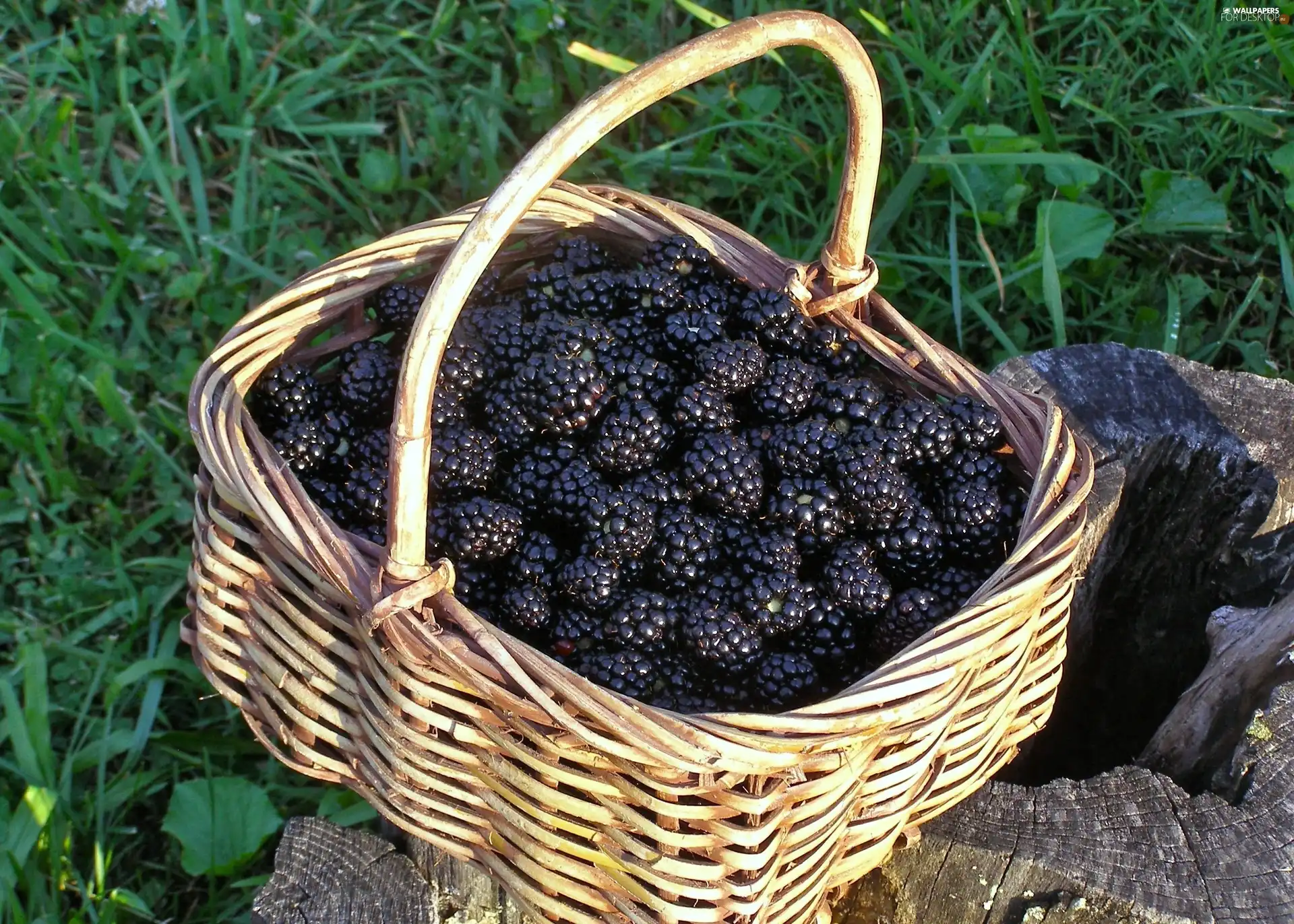 basket, blackberries