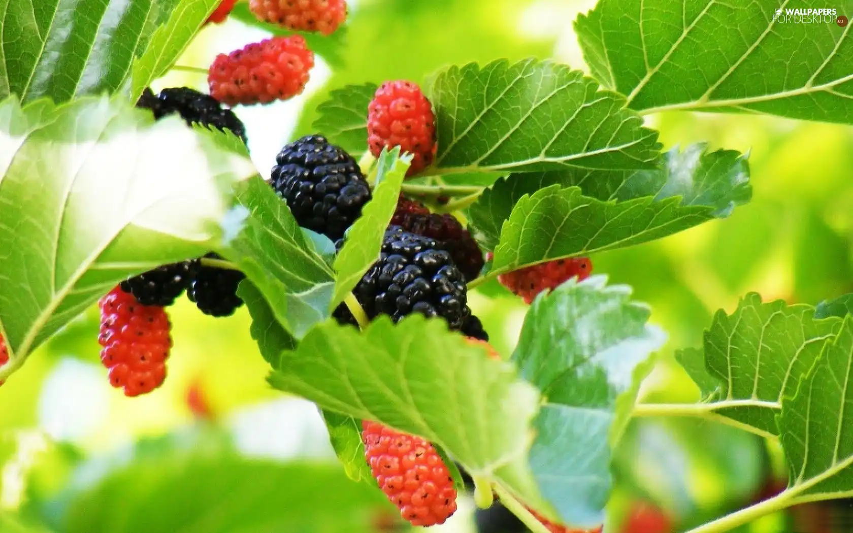 blackberries, Twigs, maturing