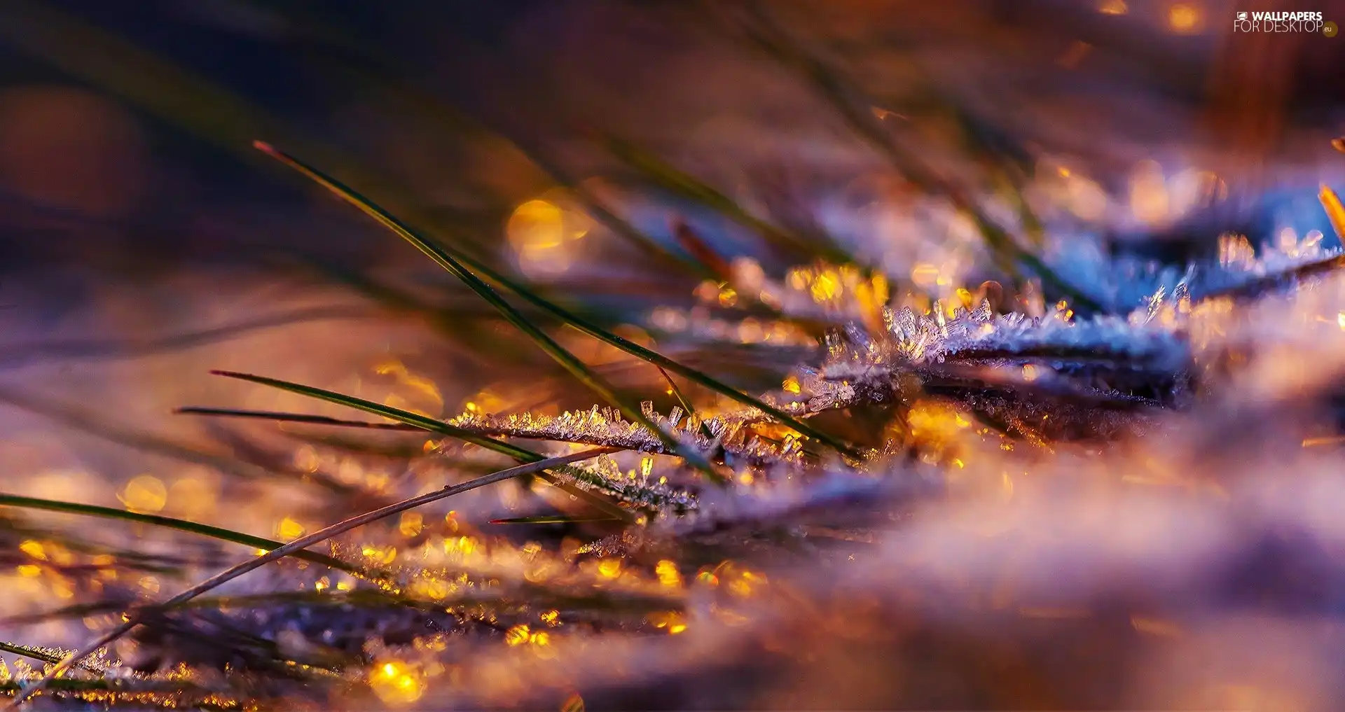 White frost, grass, blades