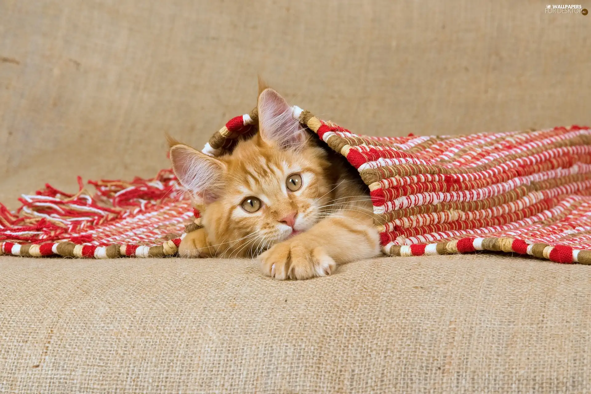 Blanket, ginger, cat