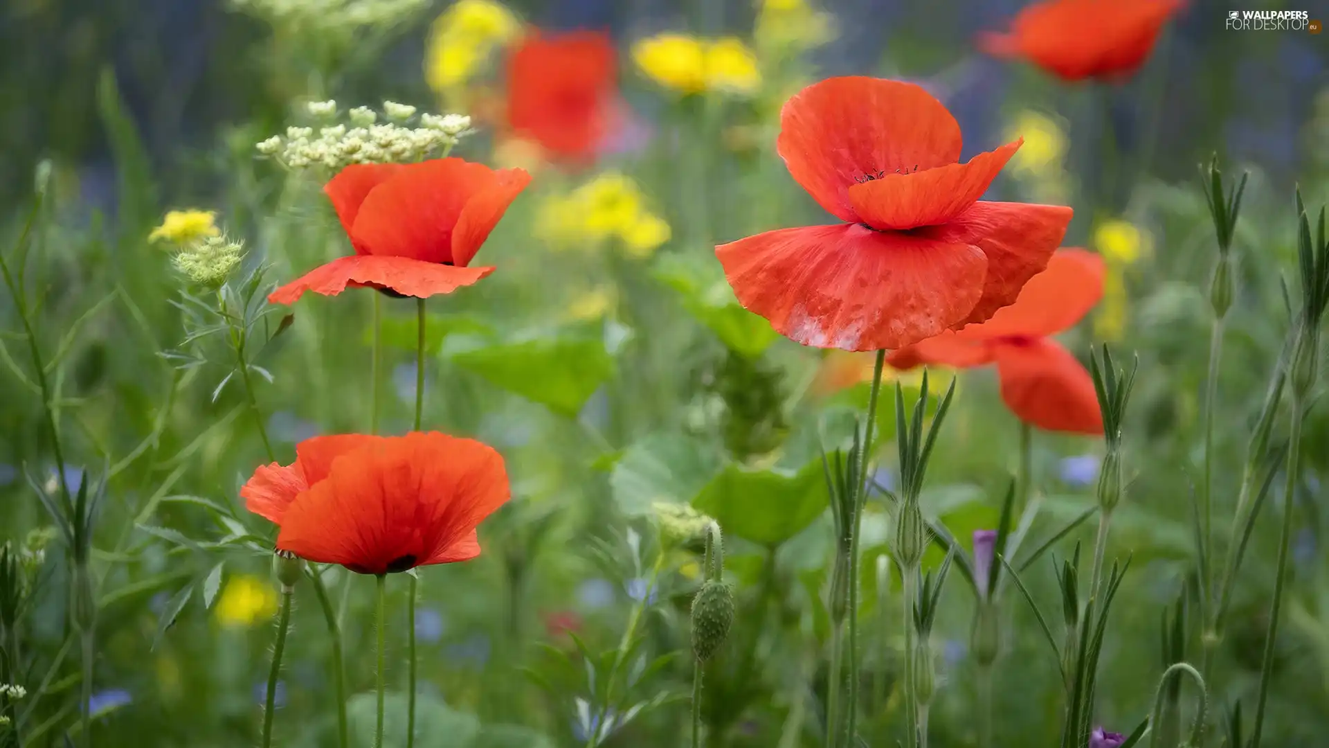 Flowers, Red, papavers, bloom