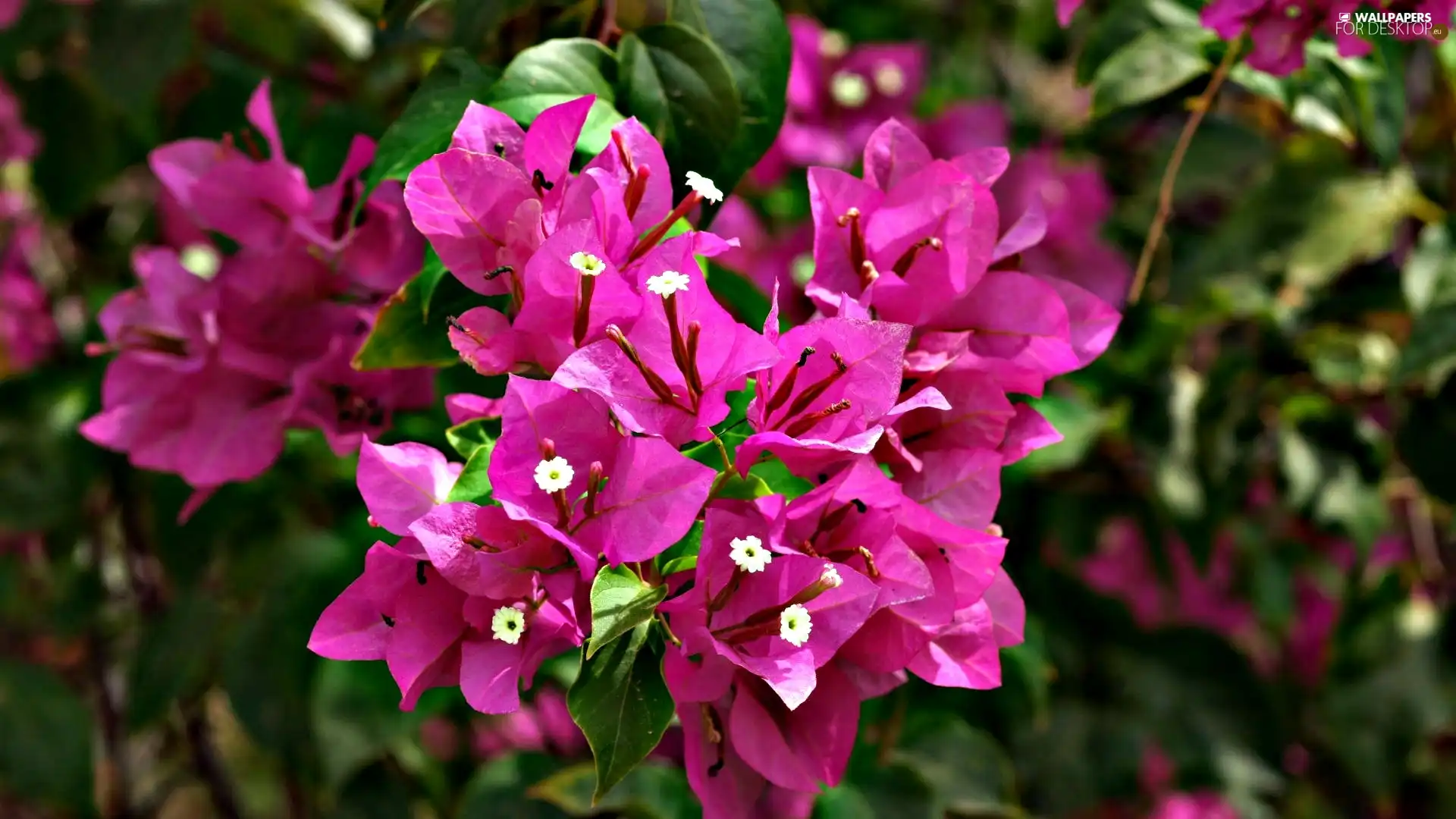 Bougainvillea, Blossoming