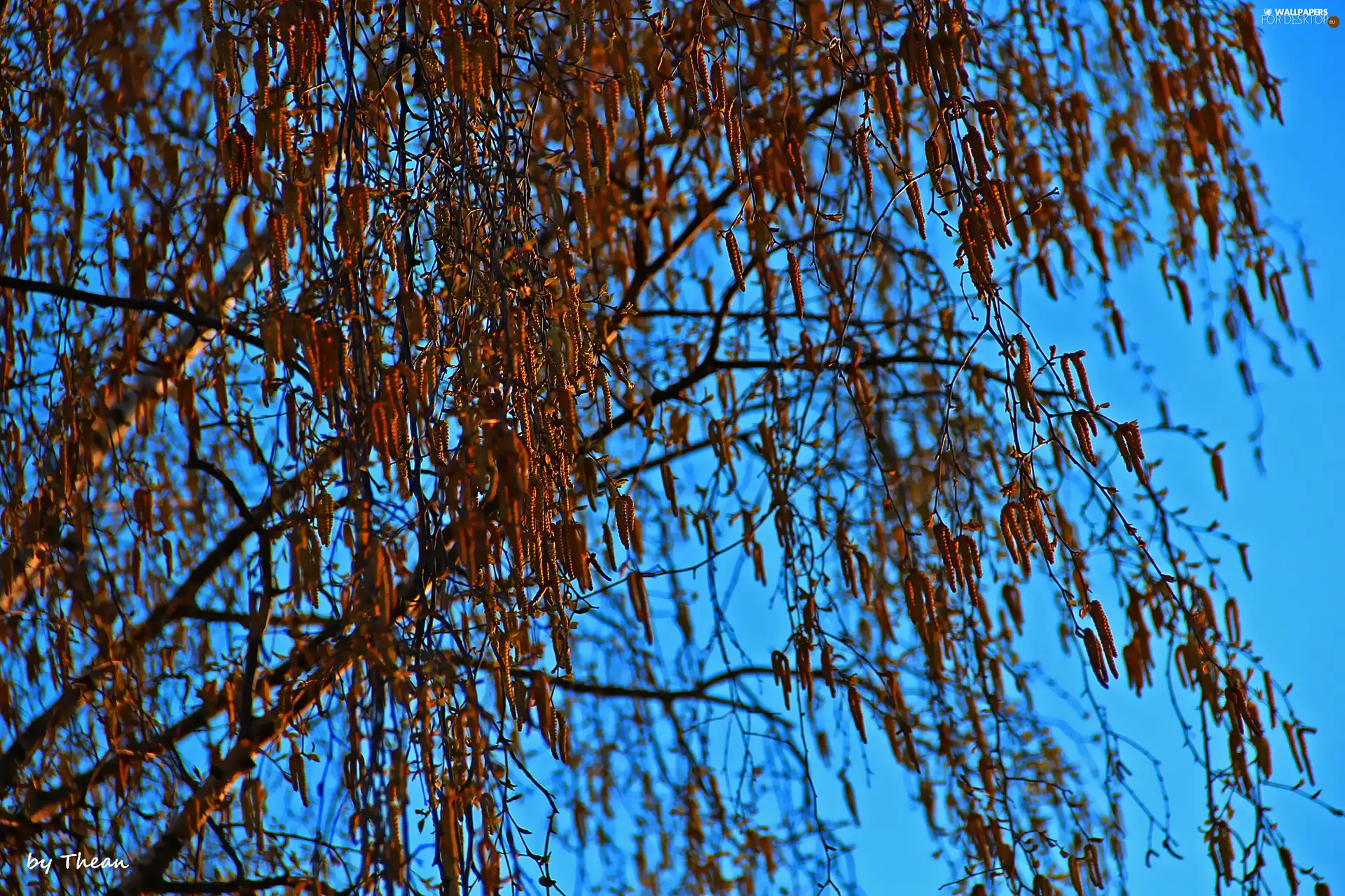 Sky, birch-tree, blue