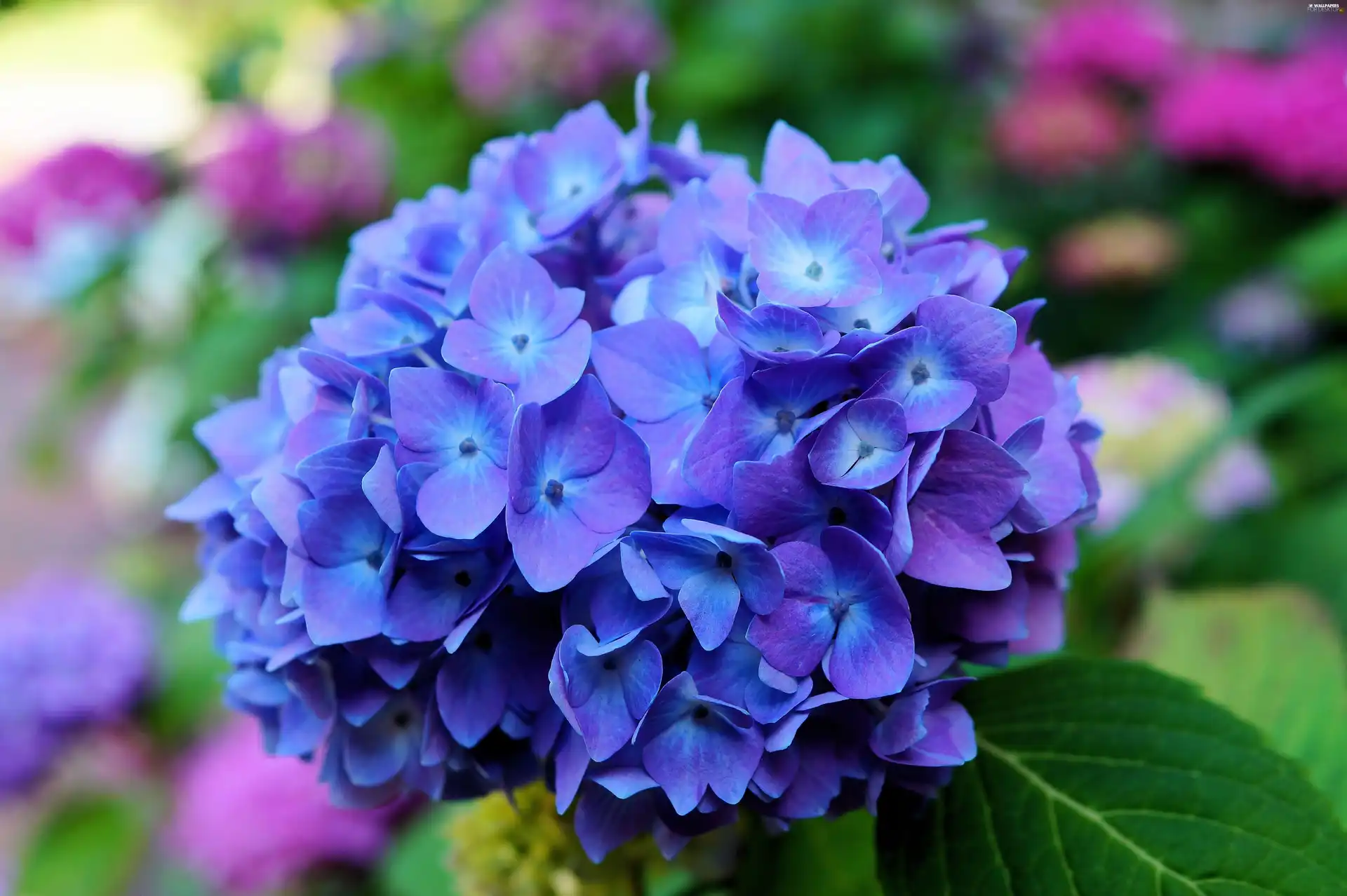 hydrangea, Colourfull Flowers, Blue