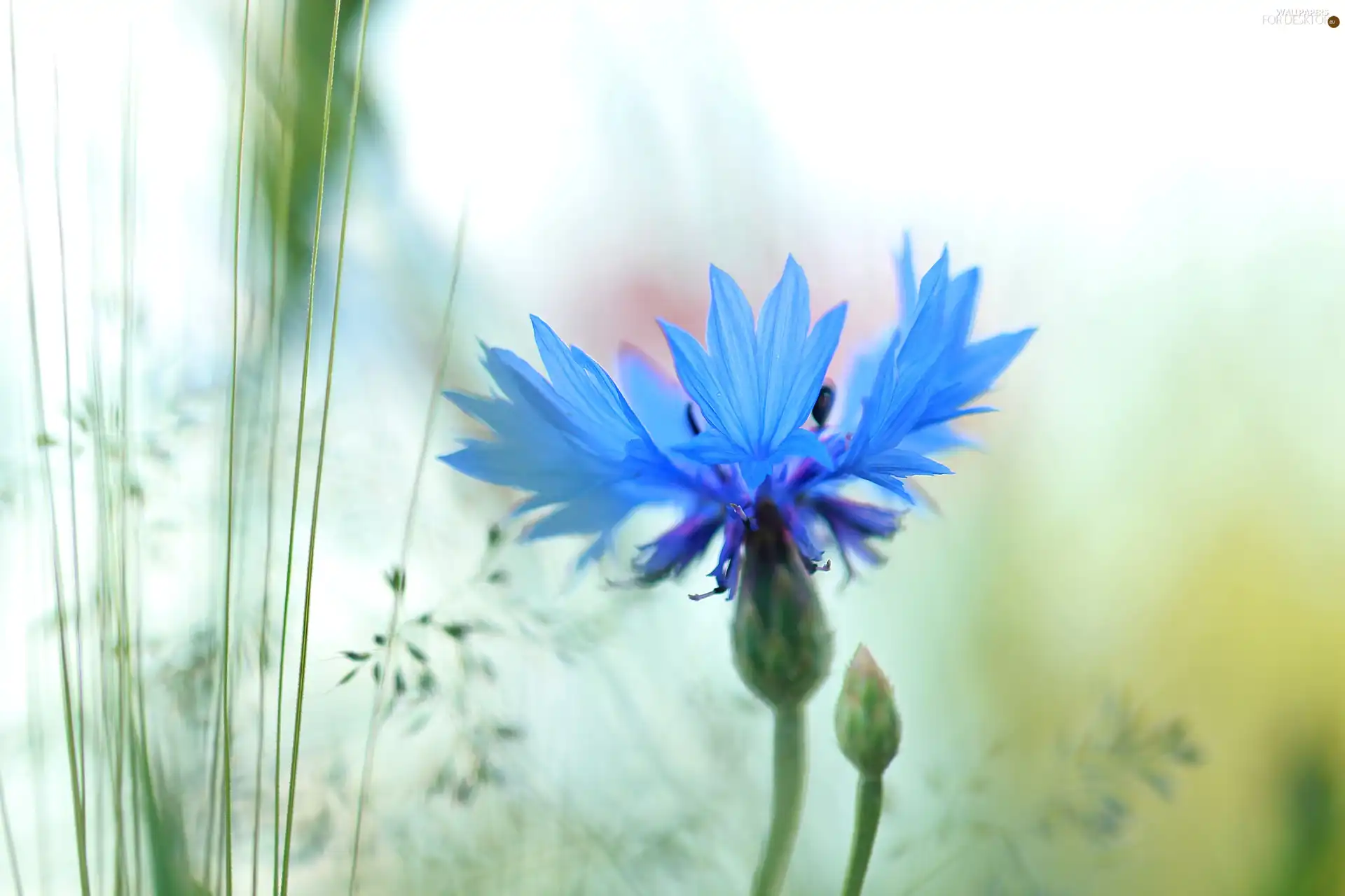 Colourfull Flowers, Chaber, blue