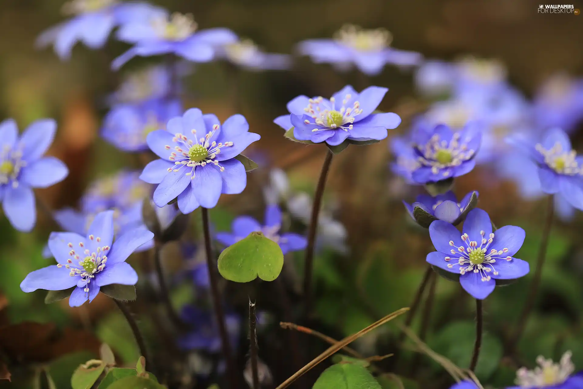 Blue, Liverworts, Flowers