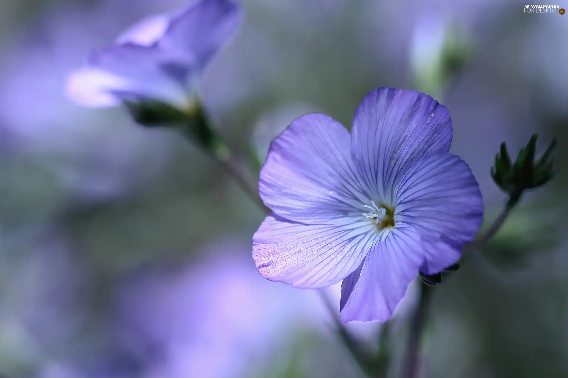 Flowers, Linum Hirsutum, Blue