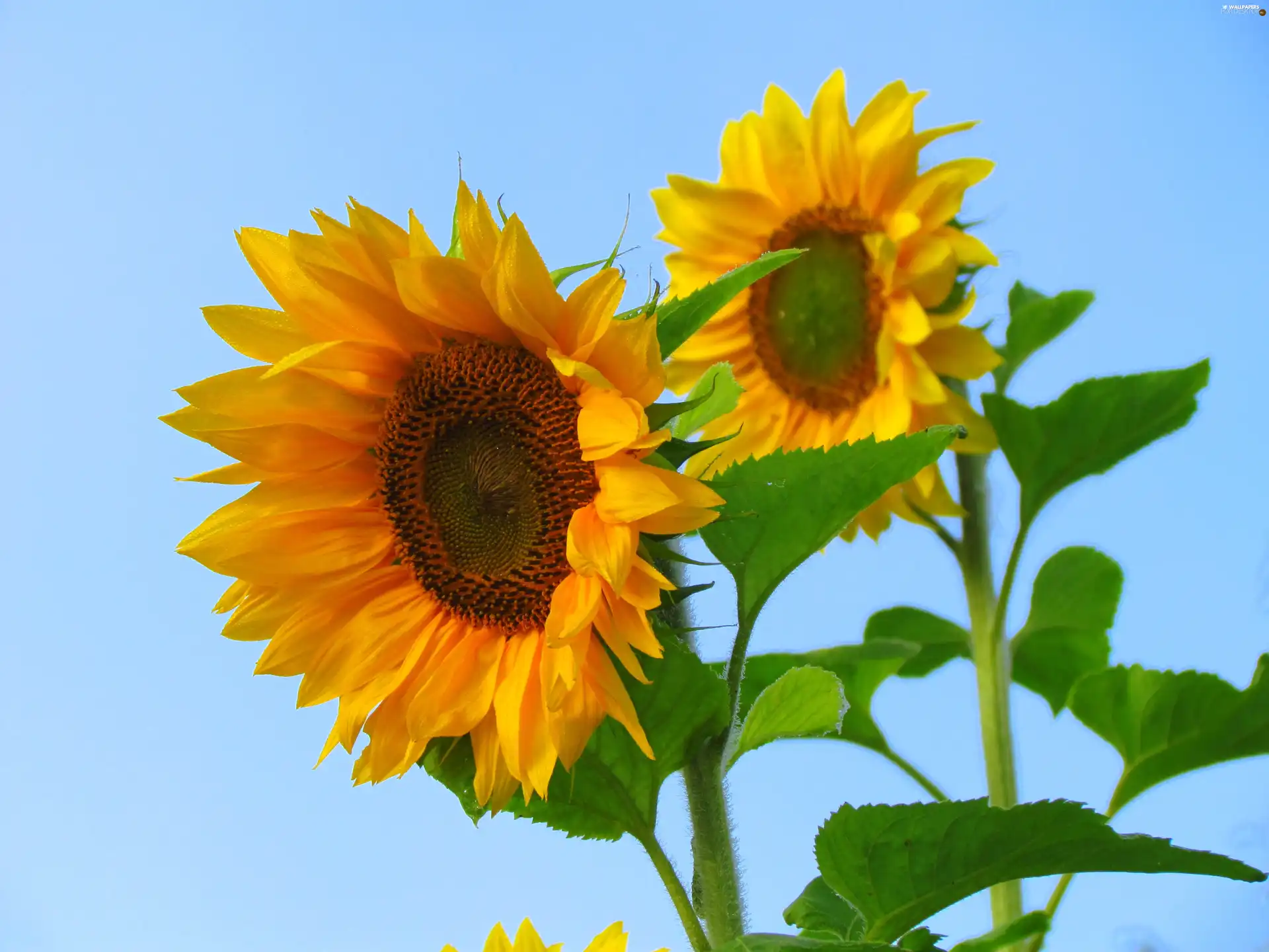 Sky, Nice sunflowers, Blue