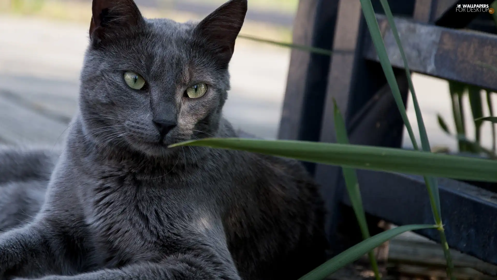 cat, Russian Blue