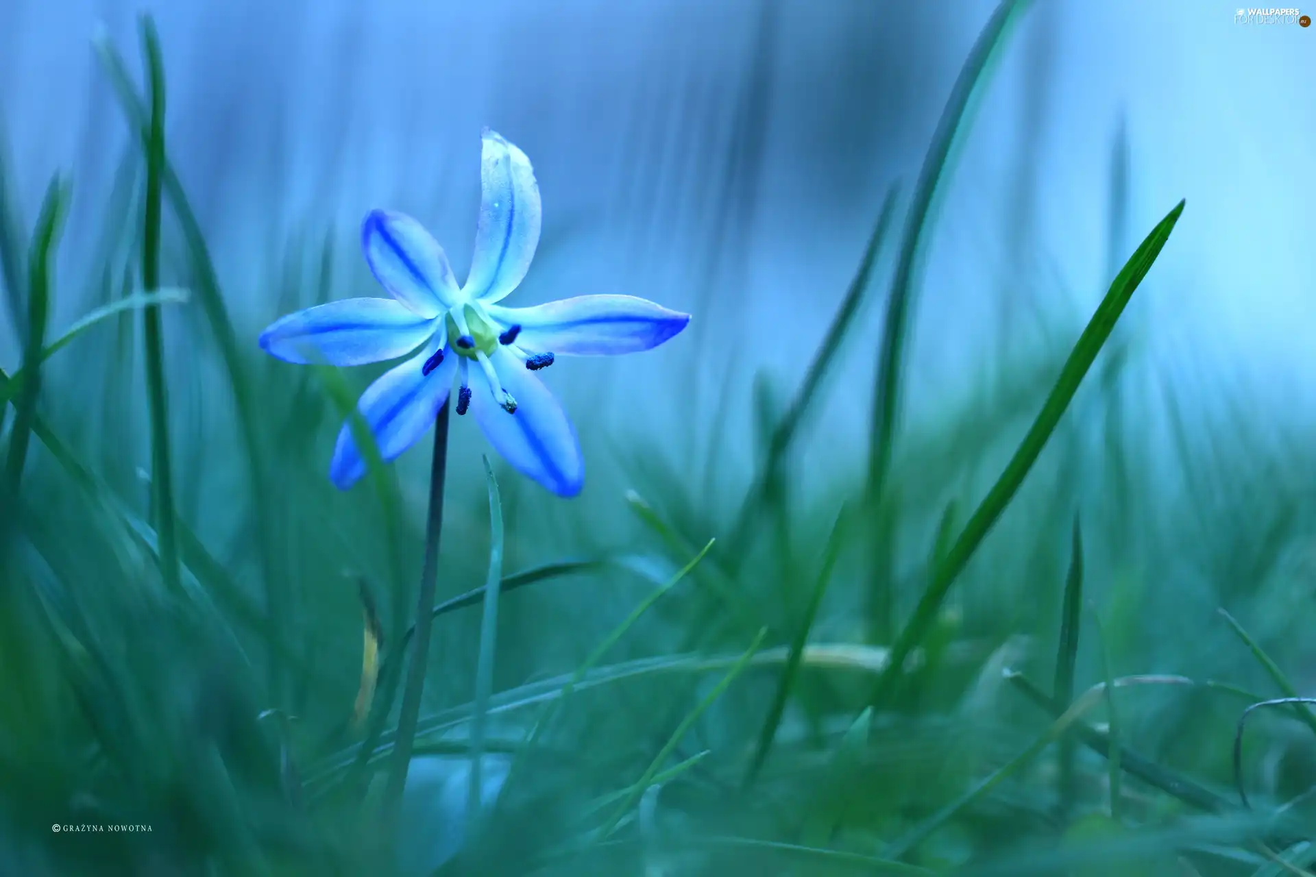 Colourfull Flowers, Siberian squill, blue