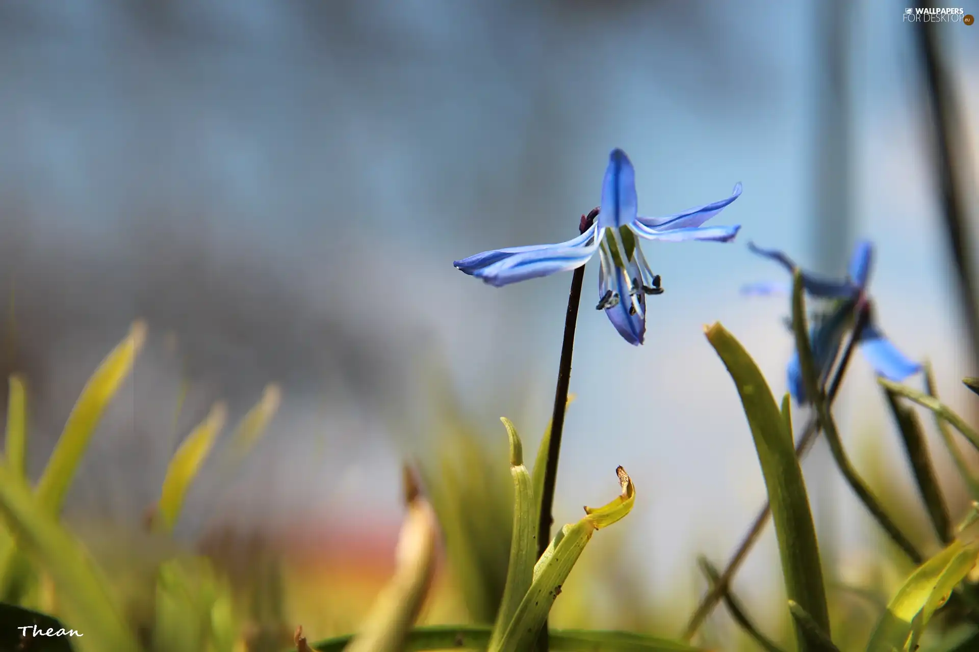 Colourfull Flowers, Siberian squill, blue