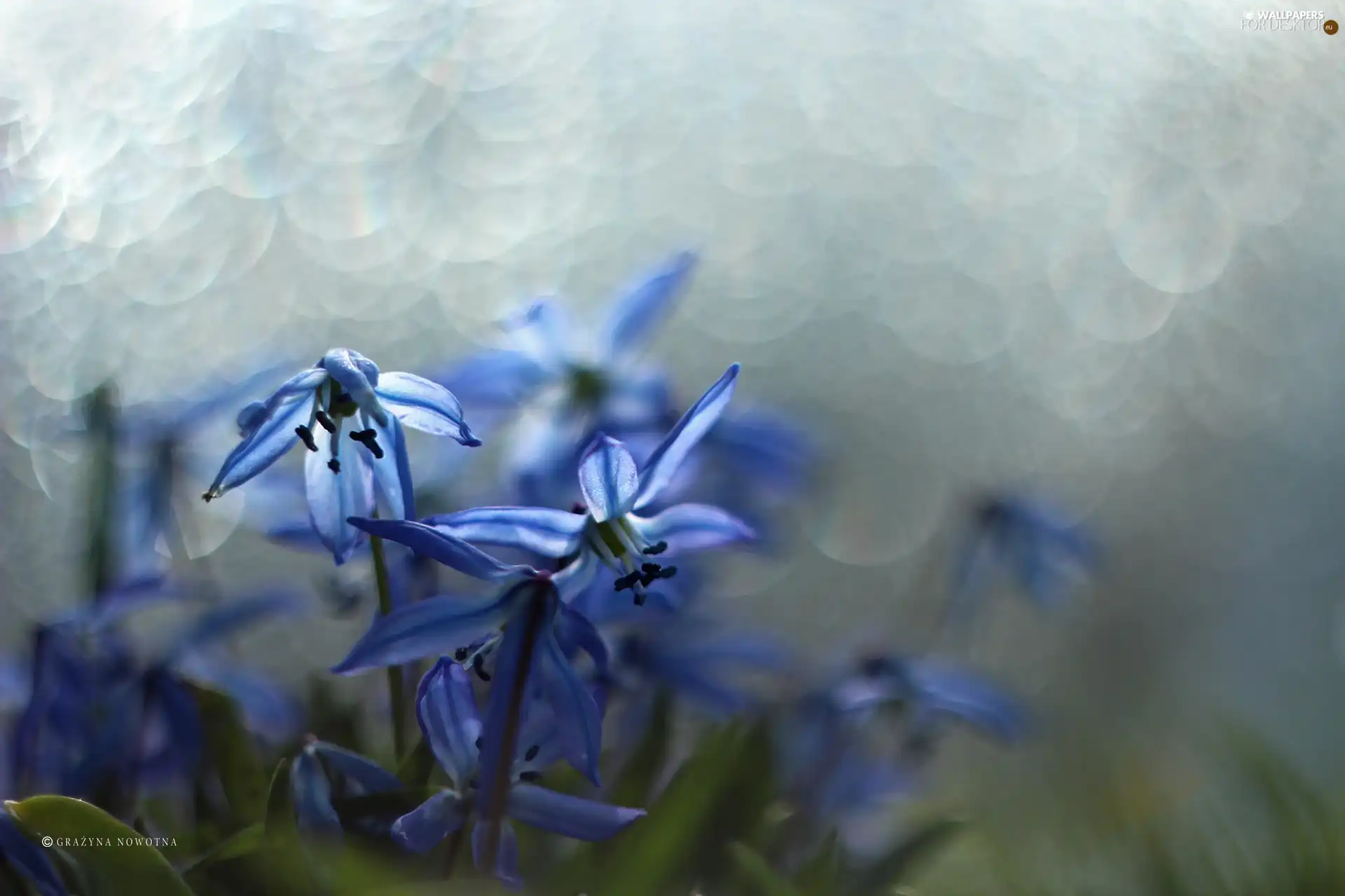 Flowers, Siberian squill, Blue