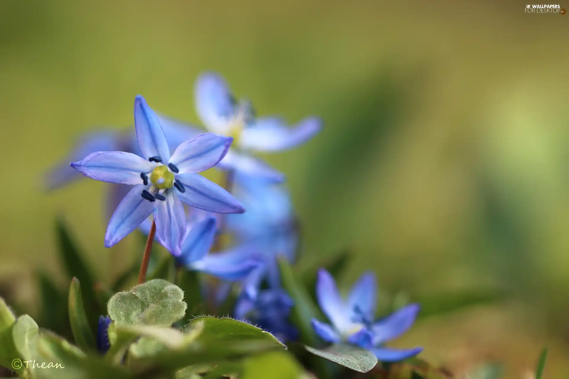 Flowers, Siberian squill, Blue