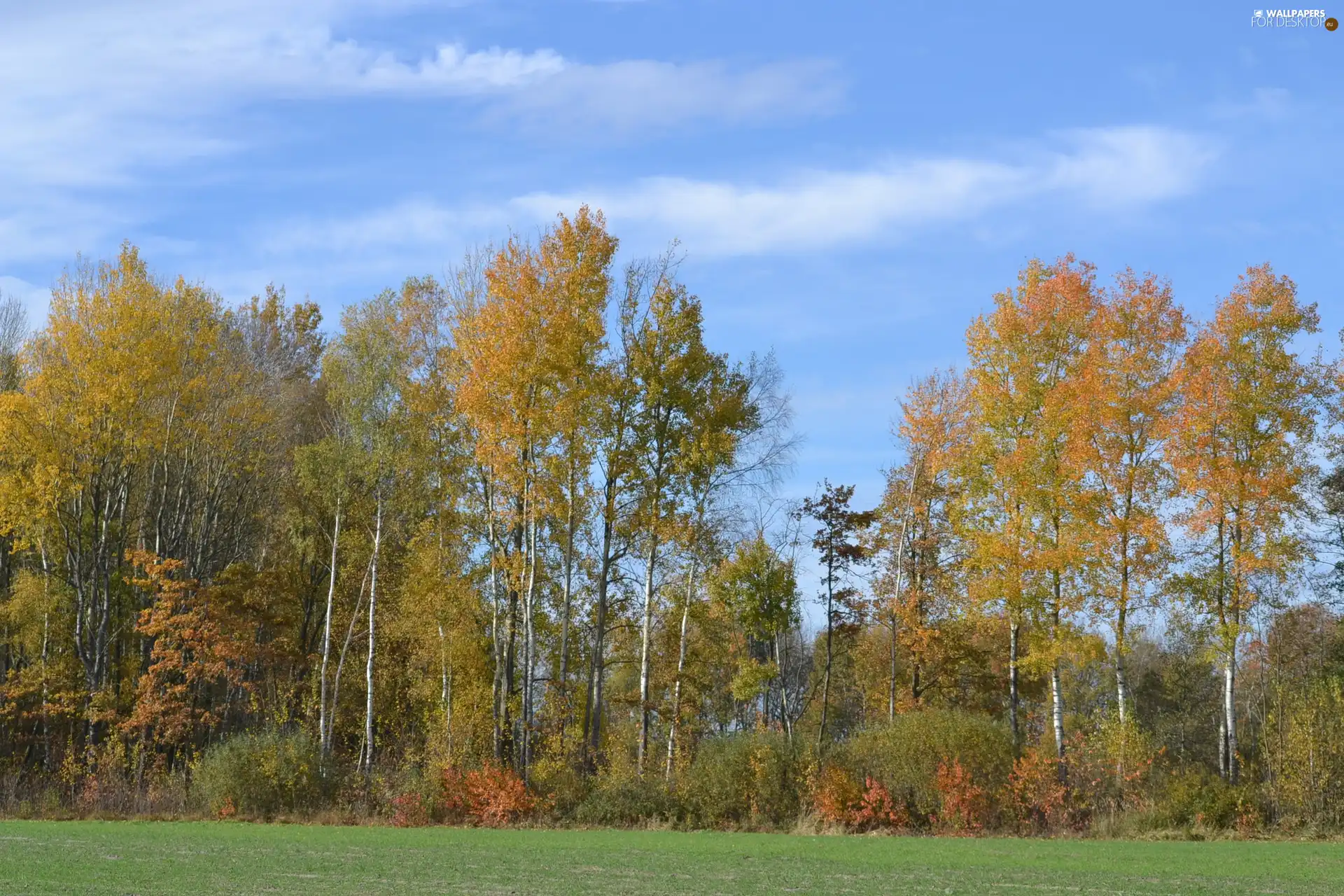 Blue, Sky, trees, viewes, color