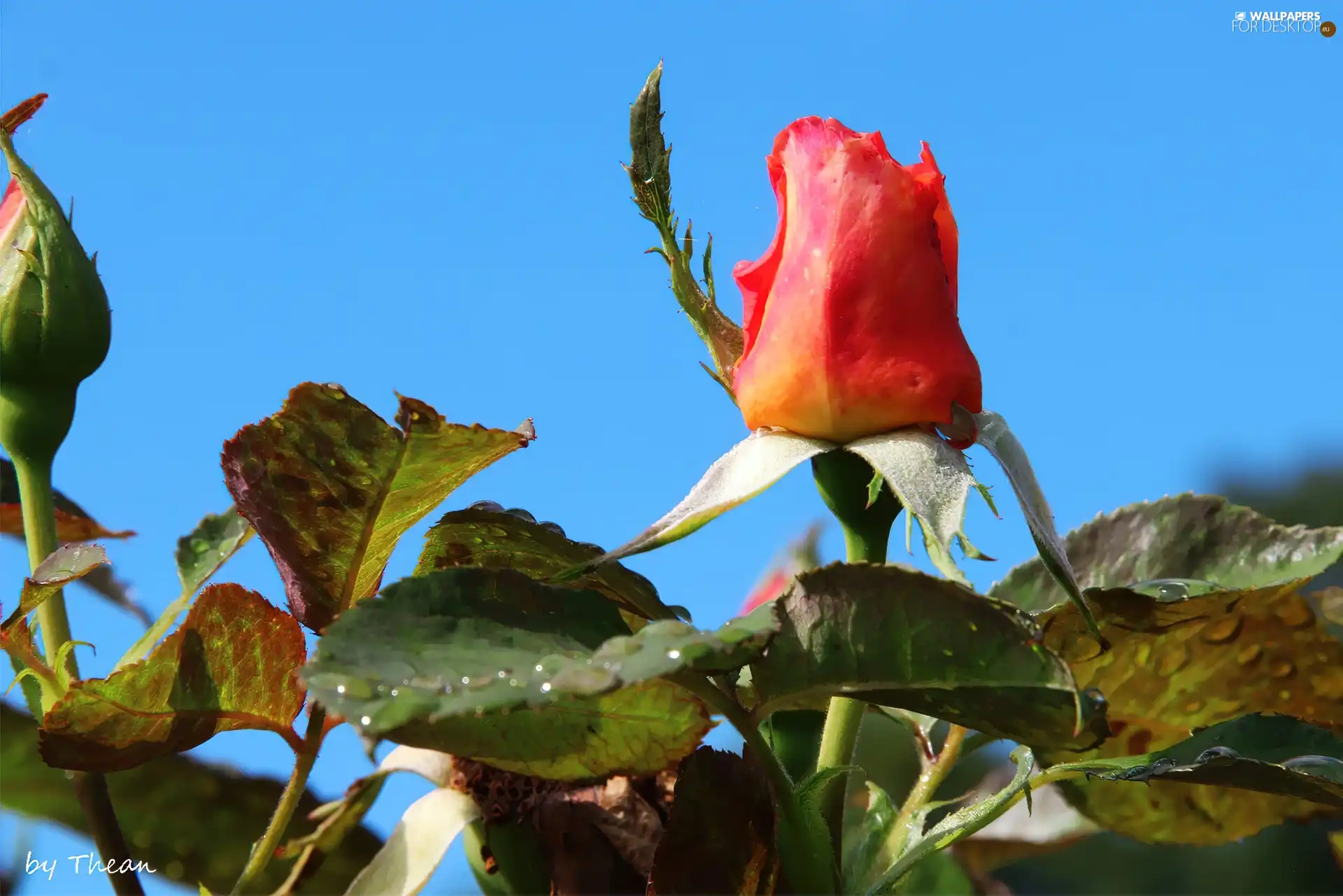 blue, Sky, tea, bud, rose