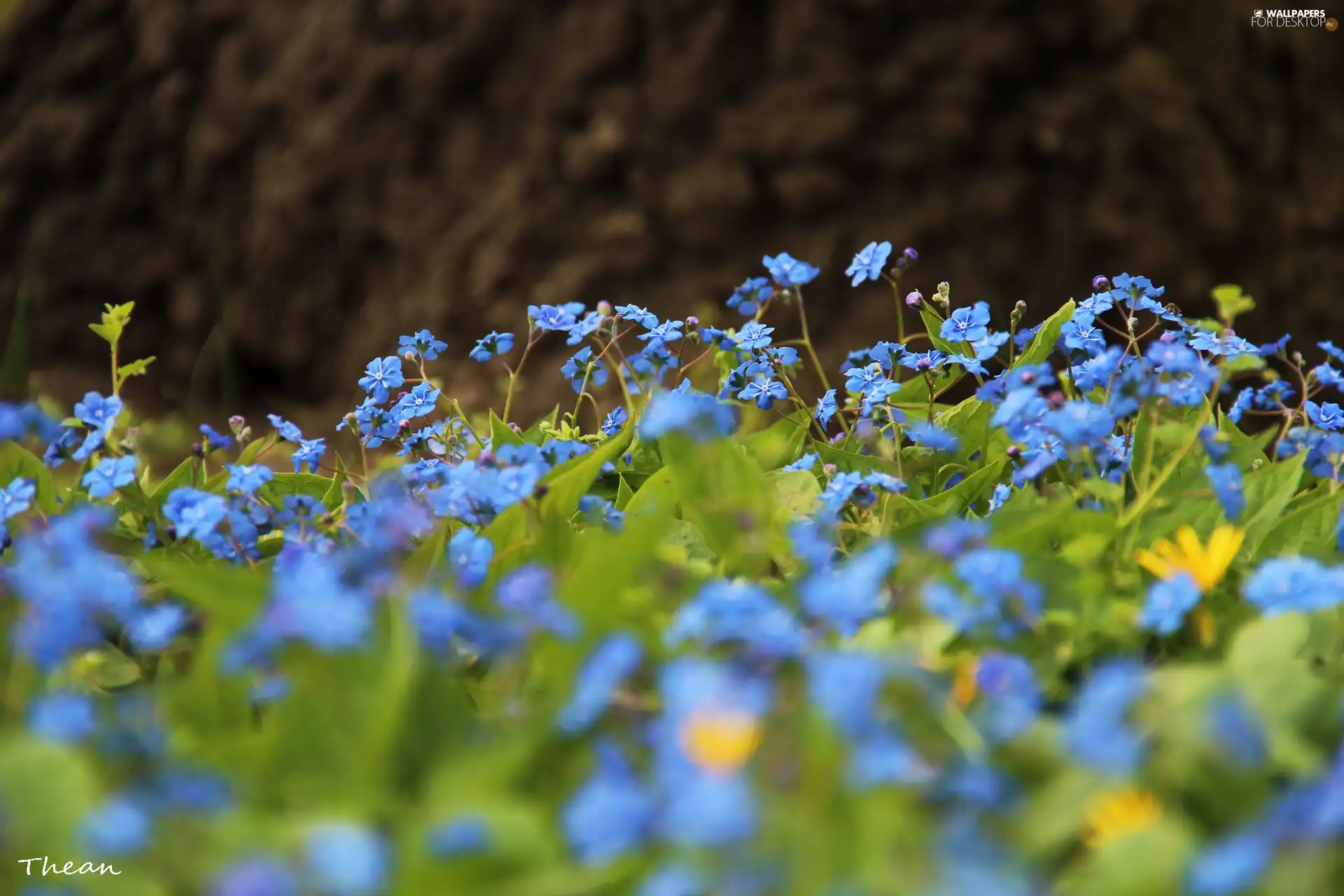 Flowers, Omphalodes verna Moench, Blue