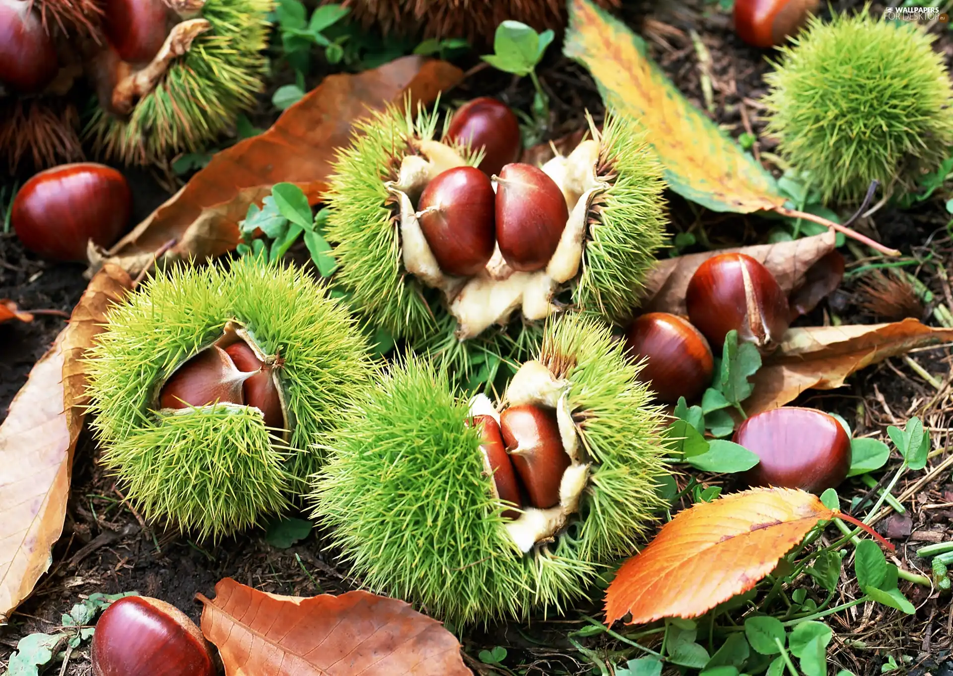 chestnuts, Leaf, blur, husks