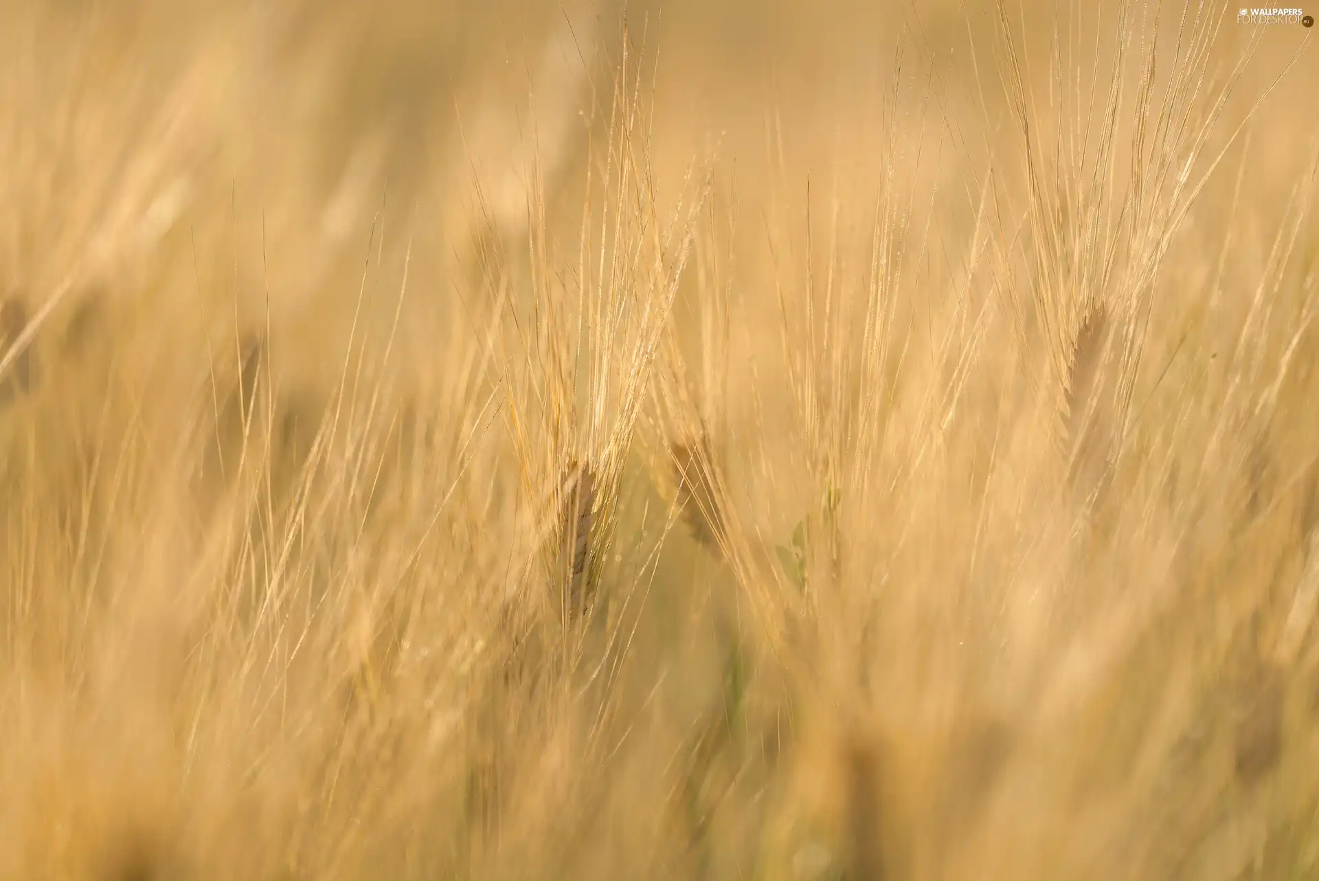 blur, Ears, corn