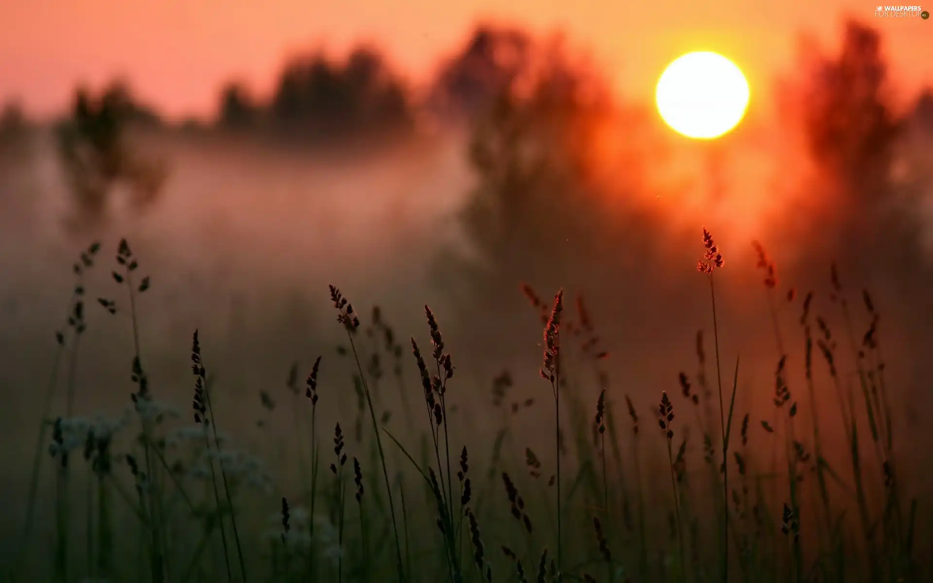 dawn, Plants, blur, Fog