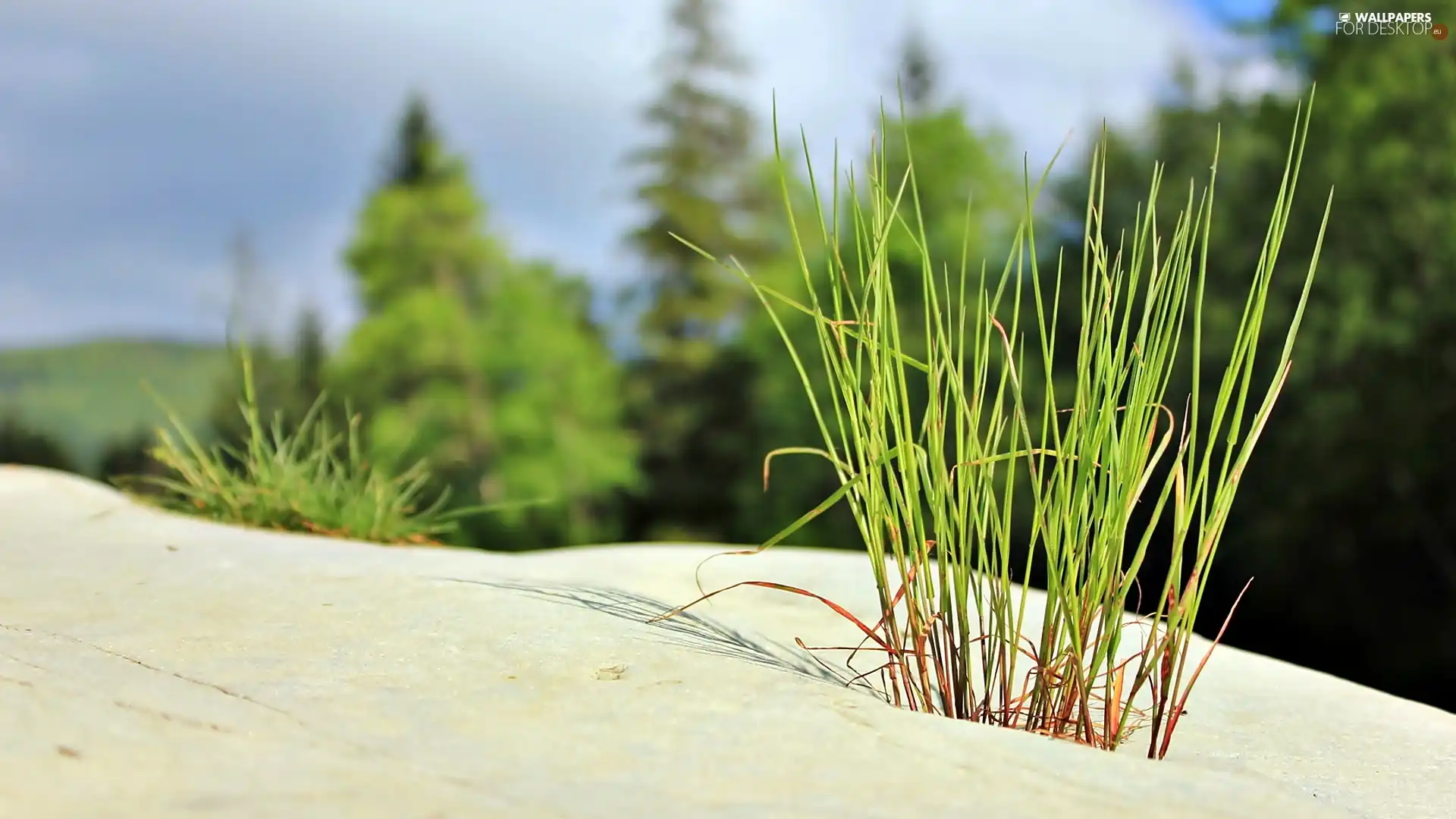 Dunes, Spruces, blur, grass