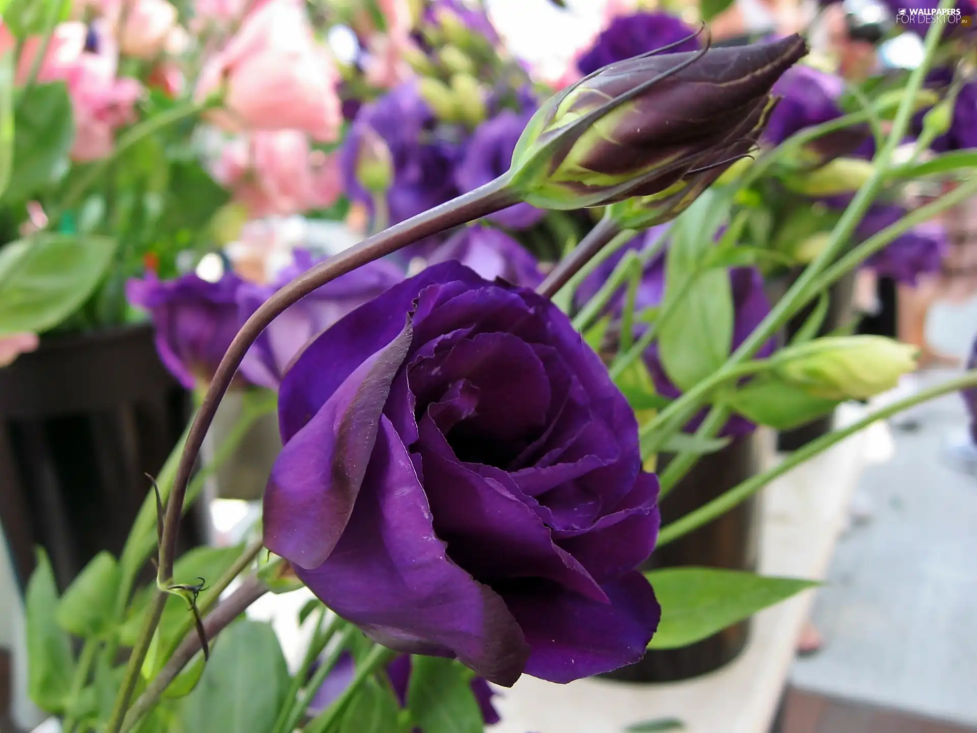 Garden, Eustoma, blur, Violet
