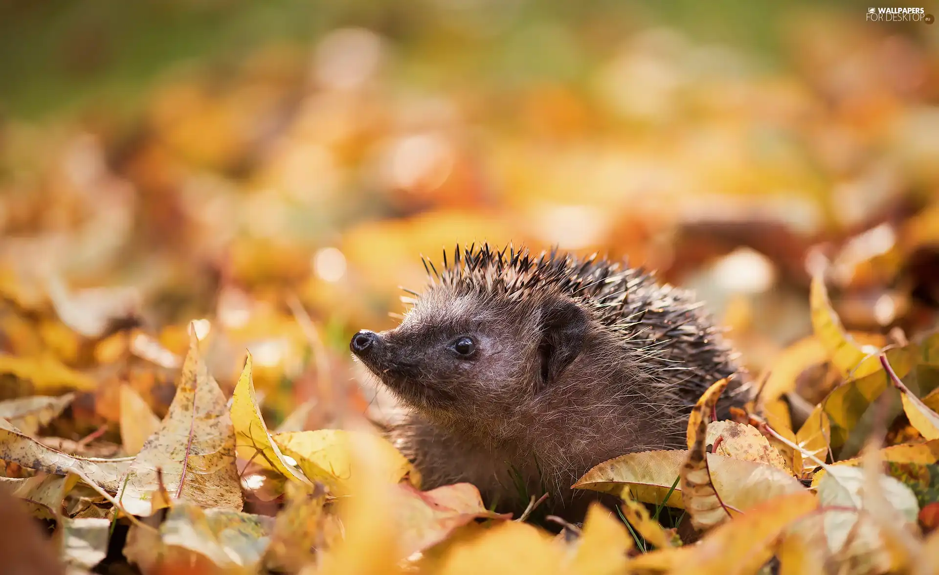 Leaf, blur, hedgehog, Autumn, small