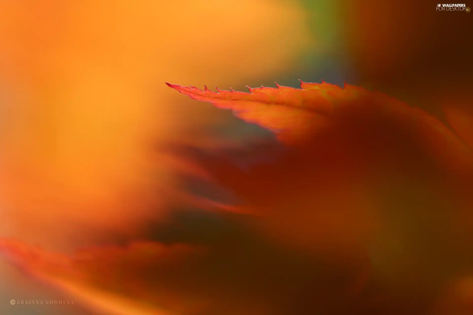 blur, Red, Leaf