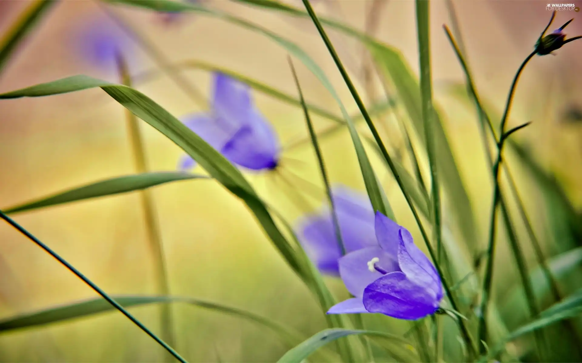 purple, Flowers, blur, Wildflowers