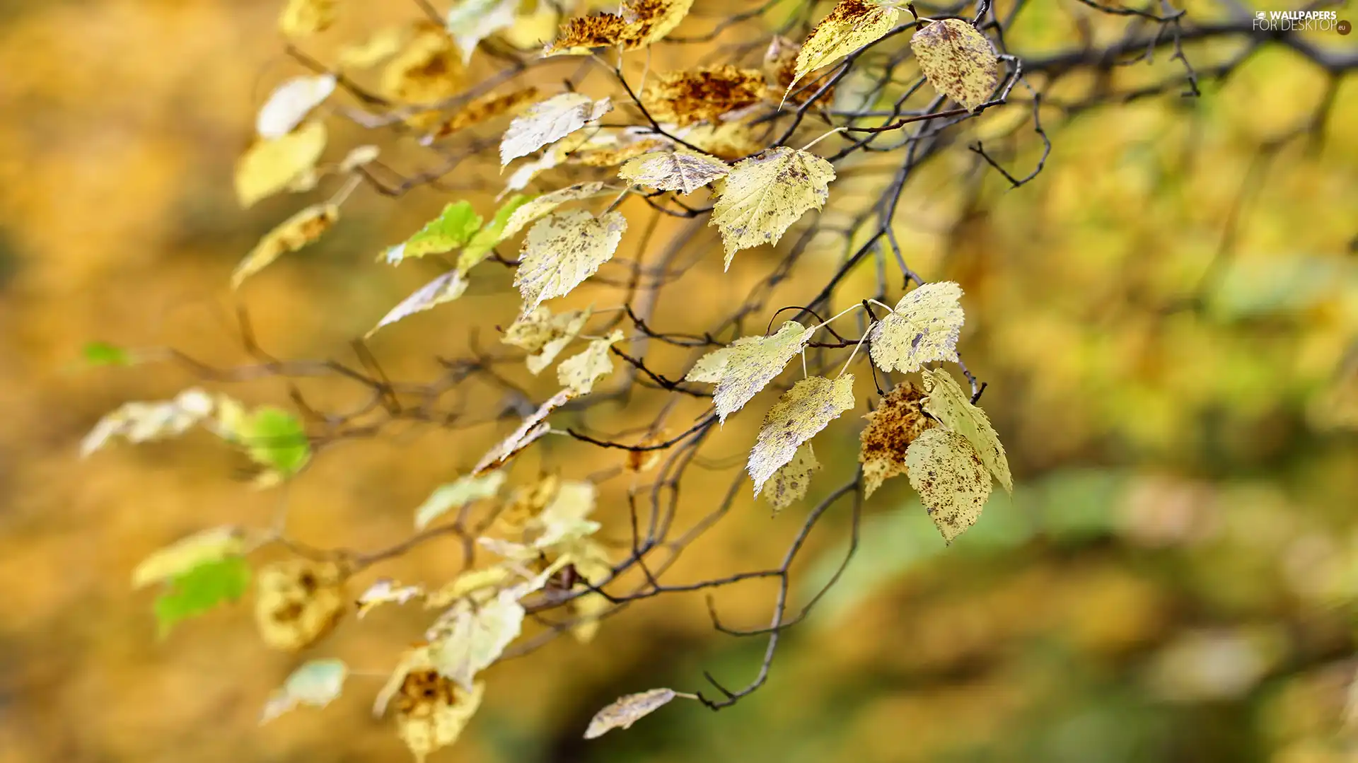 Autumn, twig, blurry background, Leaf
