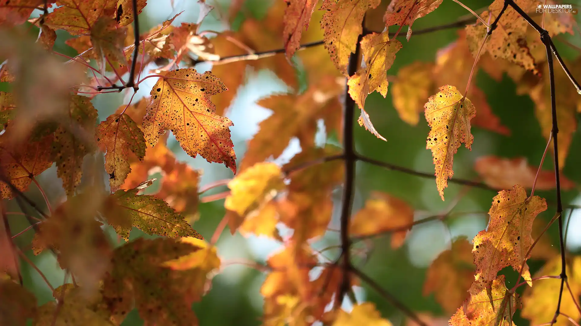 Autumn, Twigs, blurry background, Leaf