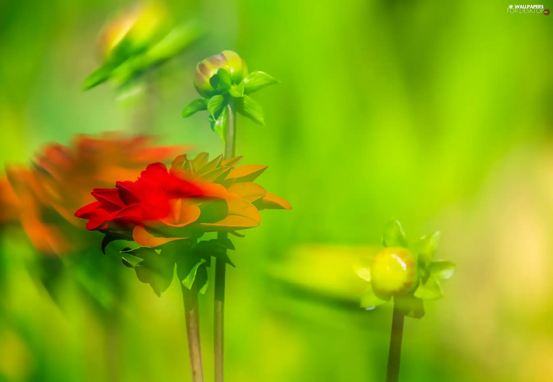 Red, Dalia, Leaf, blurry background, flakes, Buds