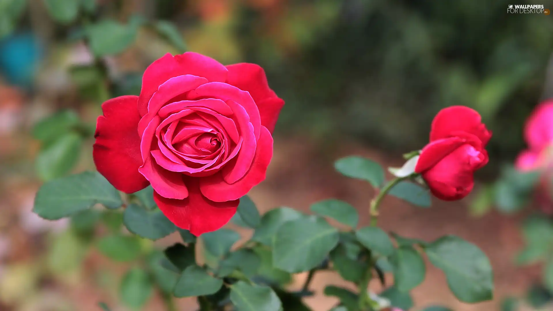 red hot, rapprochement, blurry background, rose