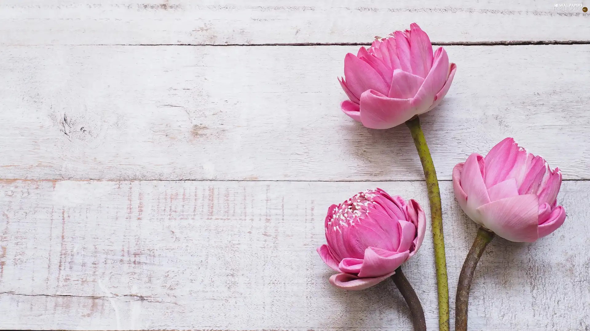 lotuses, boarding, Flowers, Three, Pink