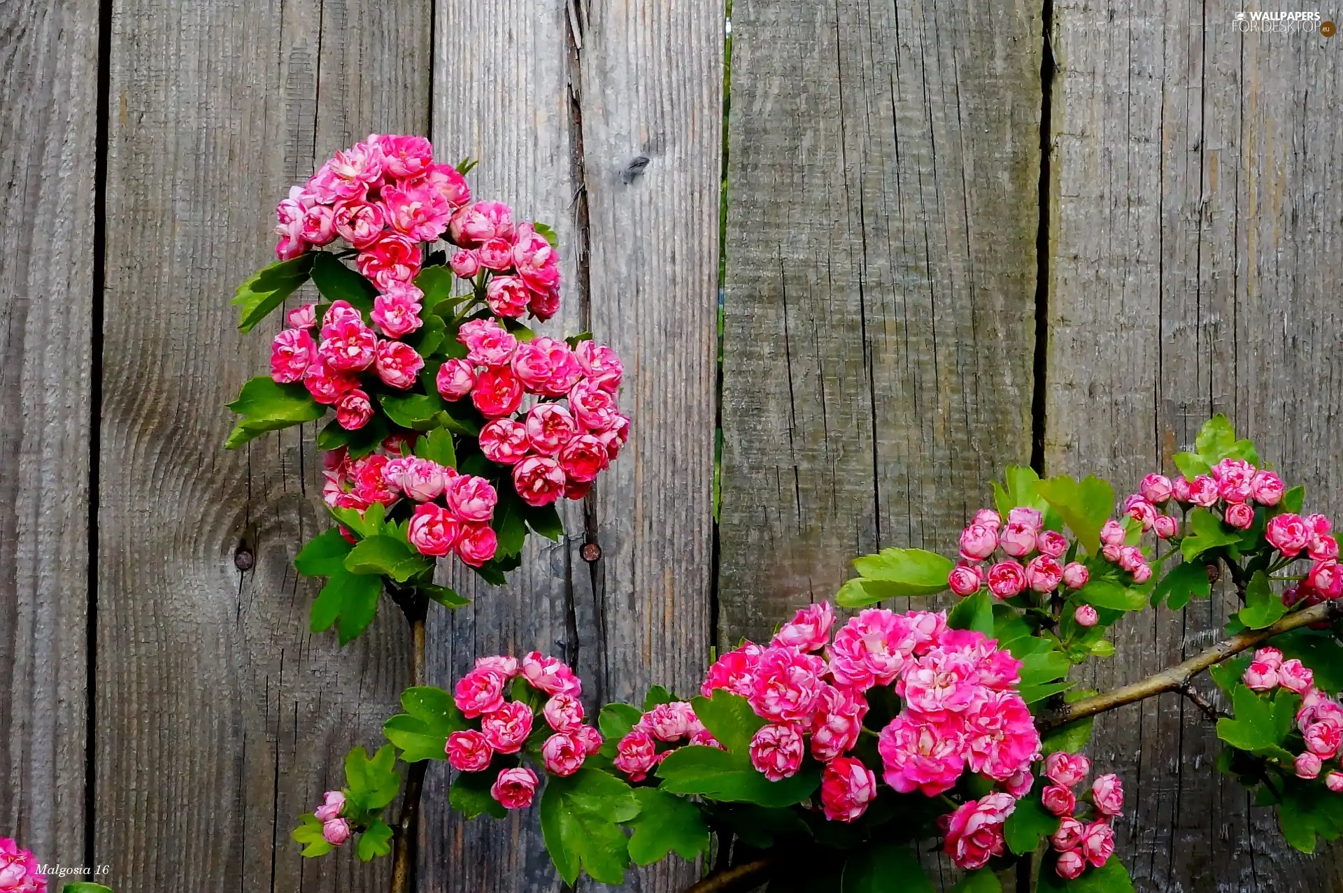 boarding, haw, twig, Fance, Flowers