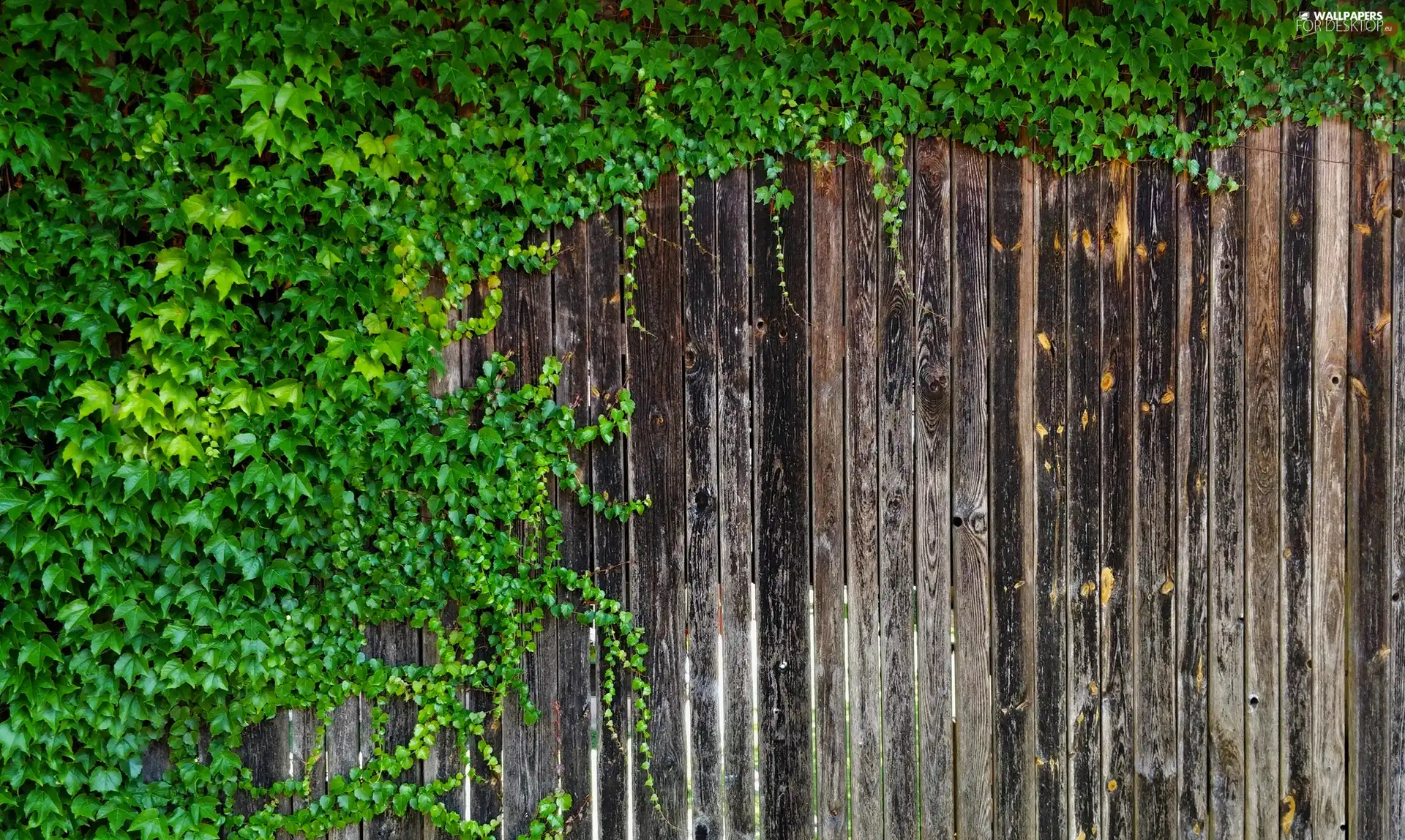 ivy, Fance, boarding, Leaf