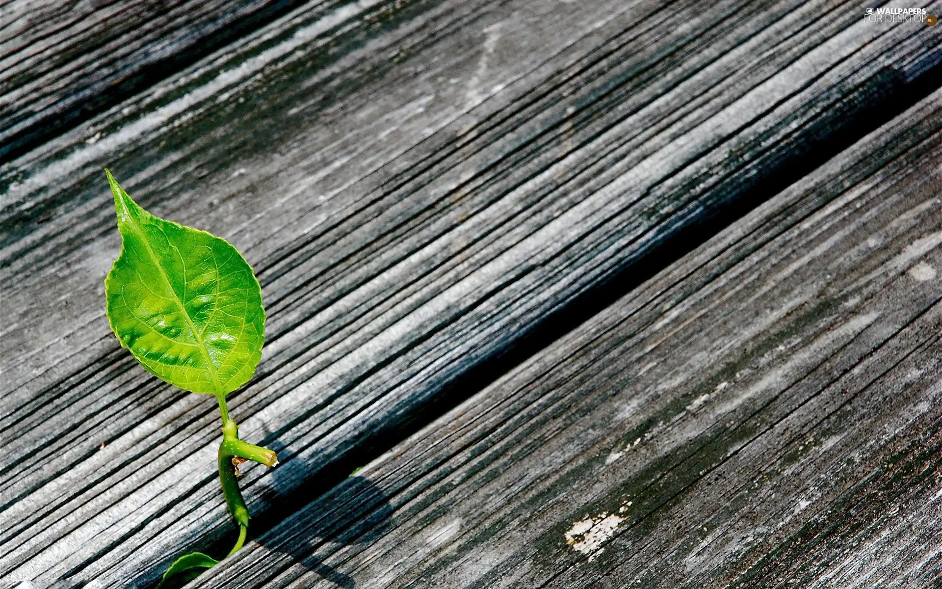 boarding, Green, leaf